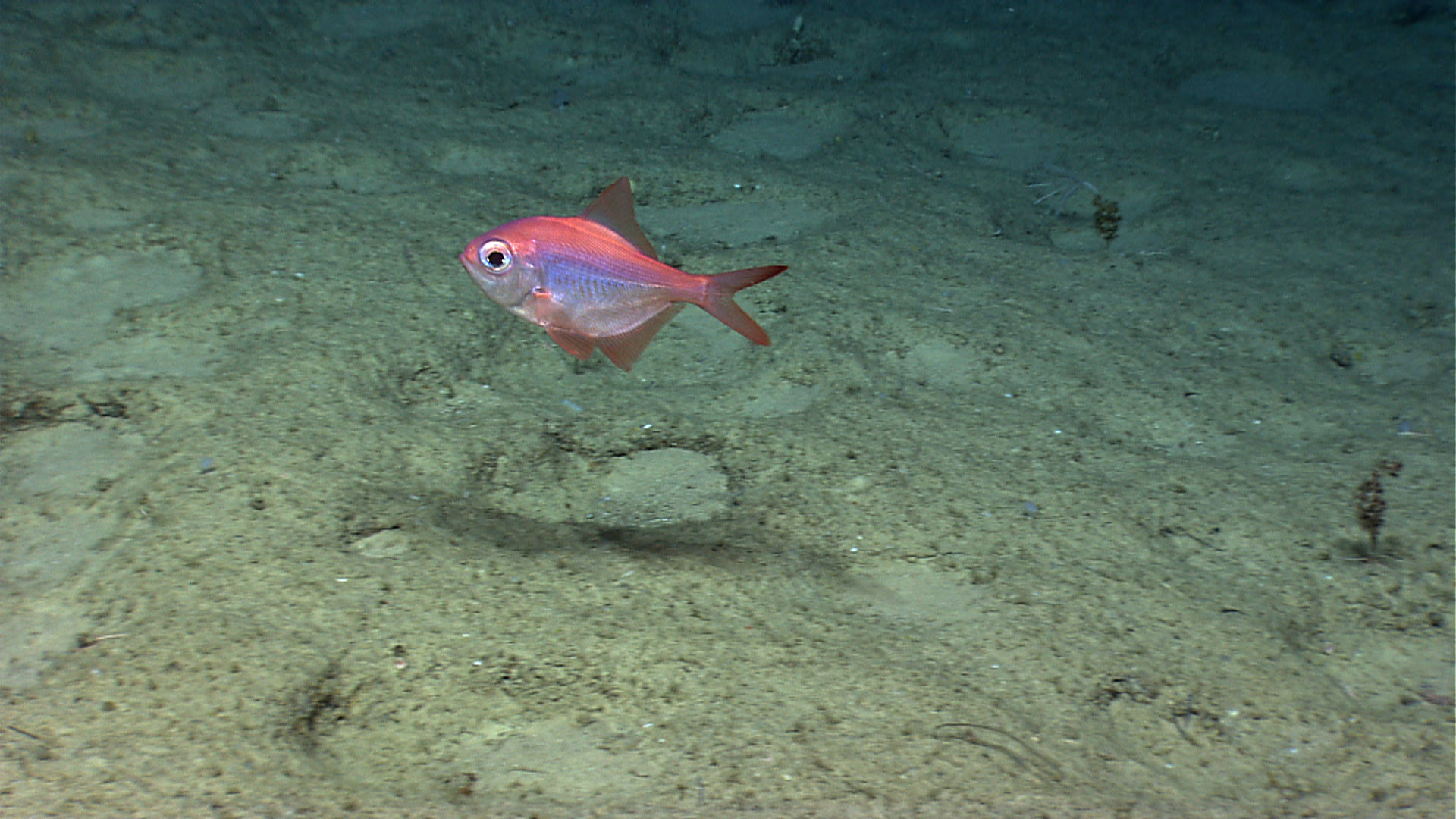 Alphonso Fish pl23_expn3372.jpg | National Oceanic and Atmospheric Administration