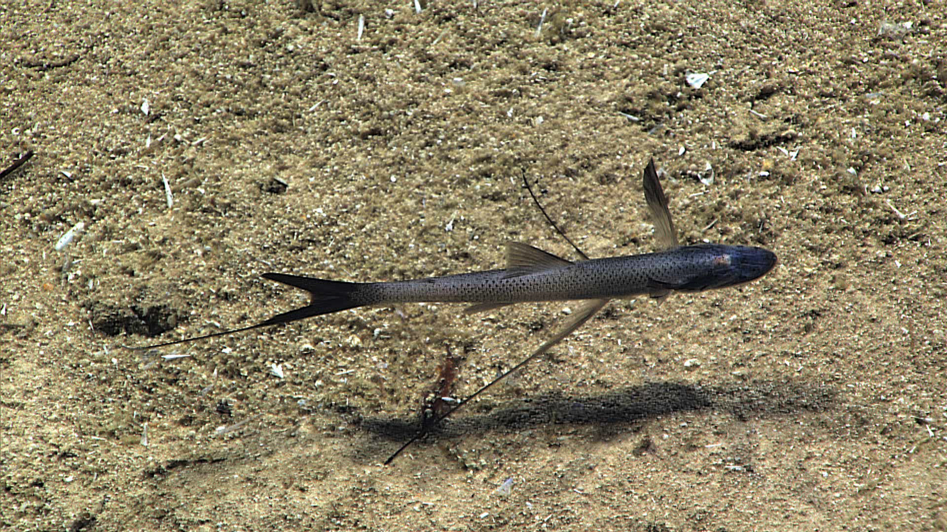 Timphol Fish | National Oceanic and Atmospheric Administration