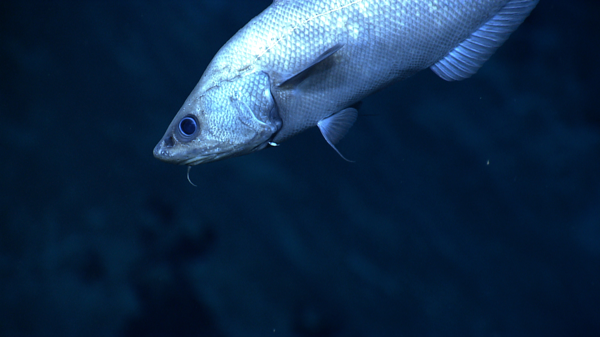 pl23_expn3443.jpg | National Oceanic and Atmospheric Administration