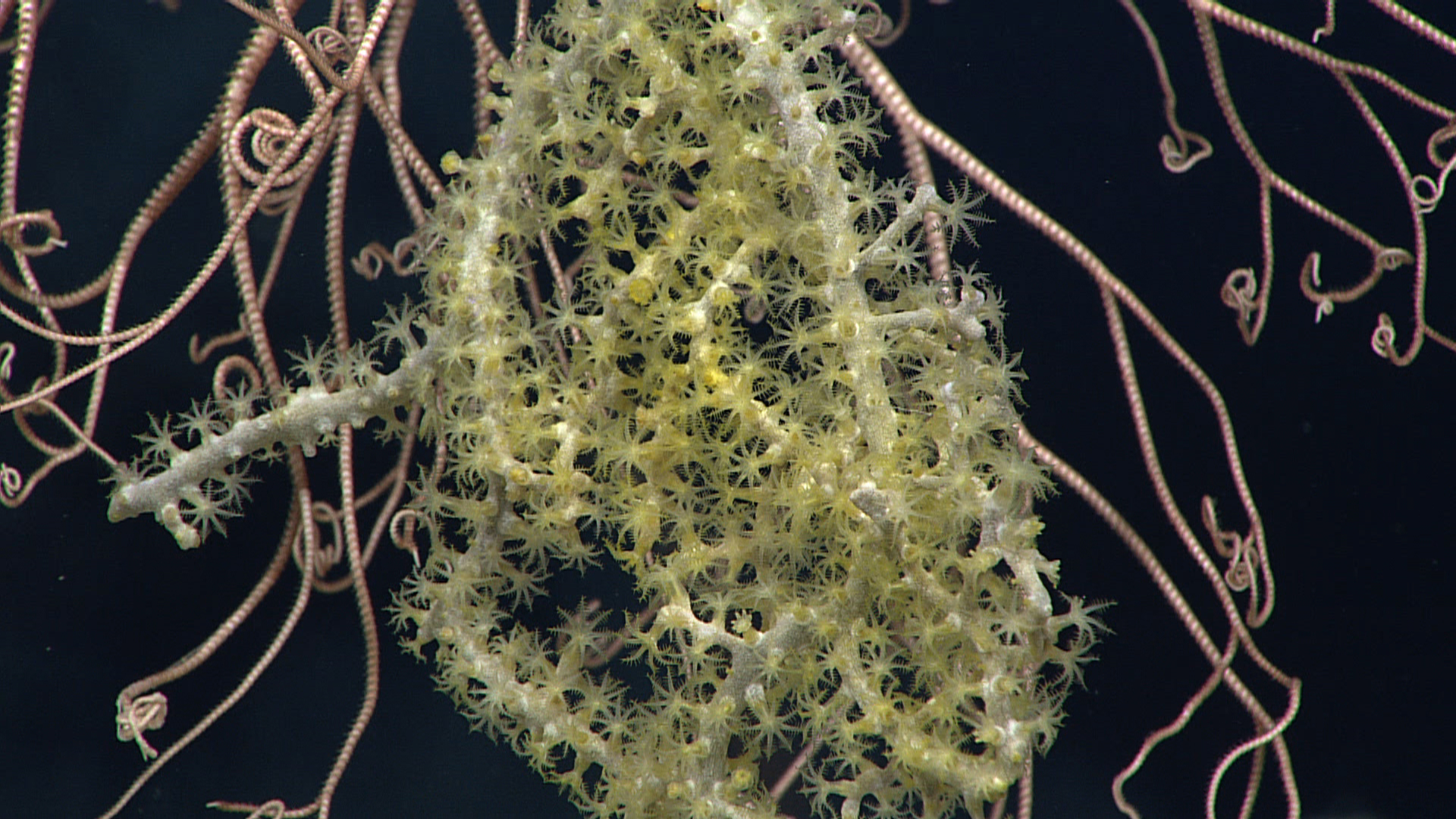 Small yellow octocorals with basket star