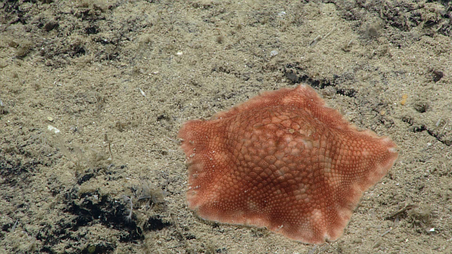 An orange brown pentagon shaped starfish with what appears to be the texture ofa rug