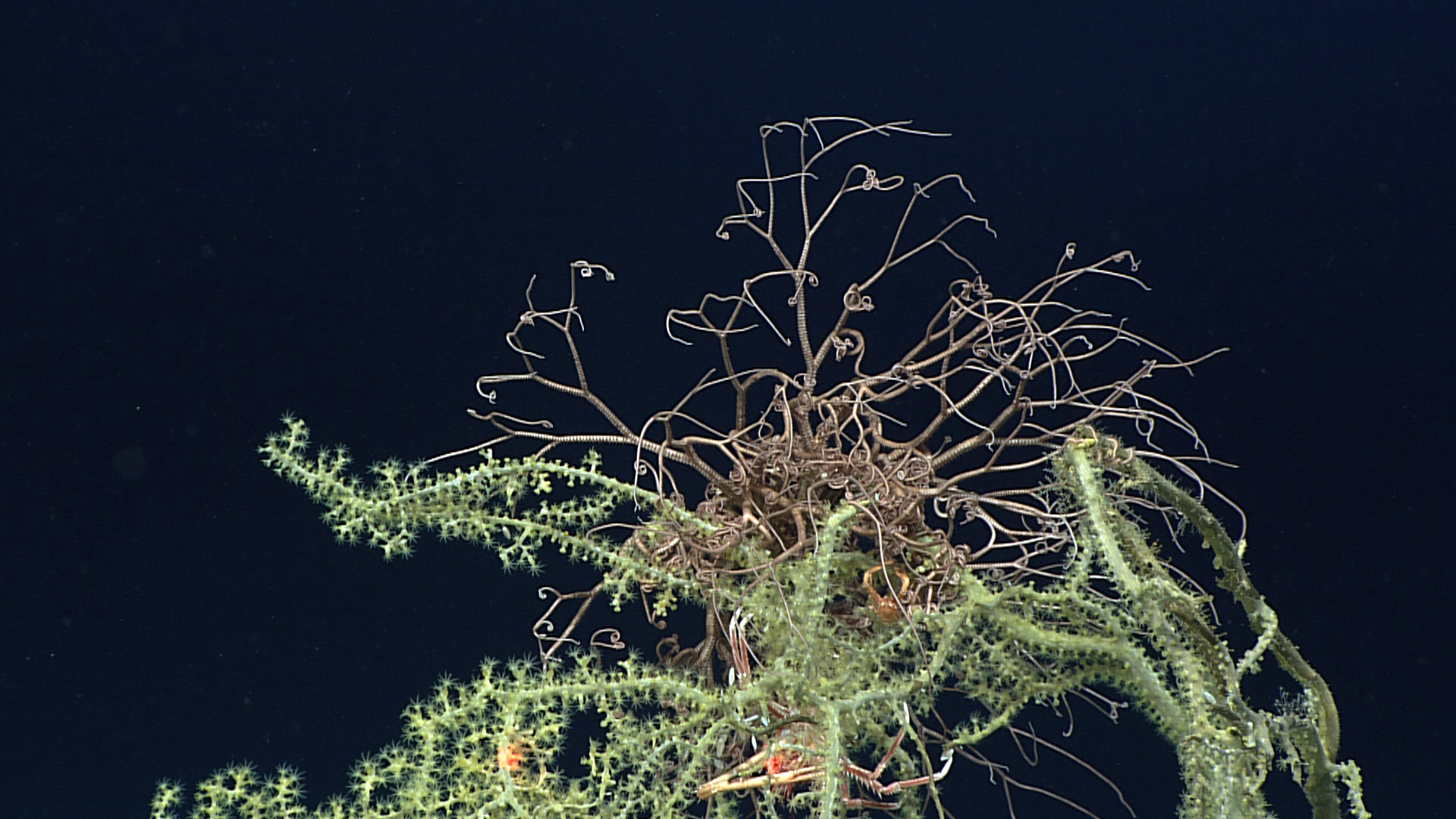Two squat lobsters and a basket star crowning the top of a yellow octocoralbush