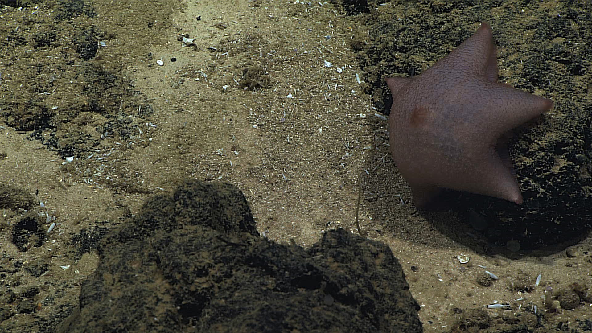 A fat pinkish slime star with a large osculum