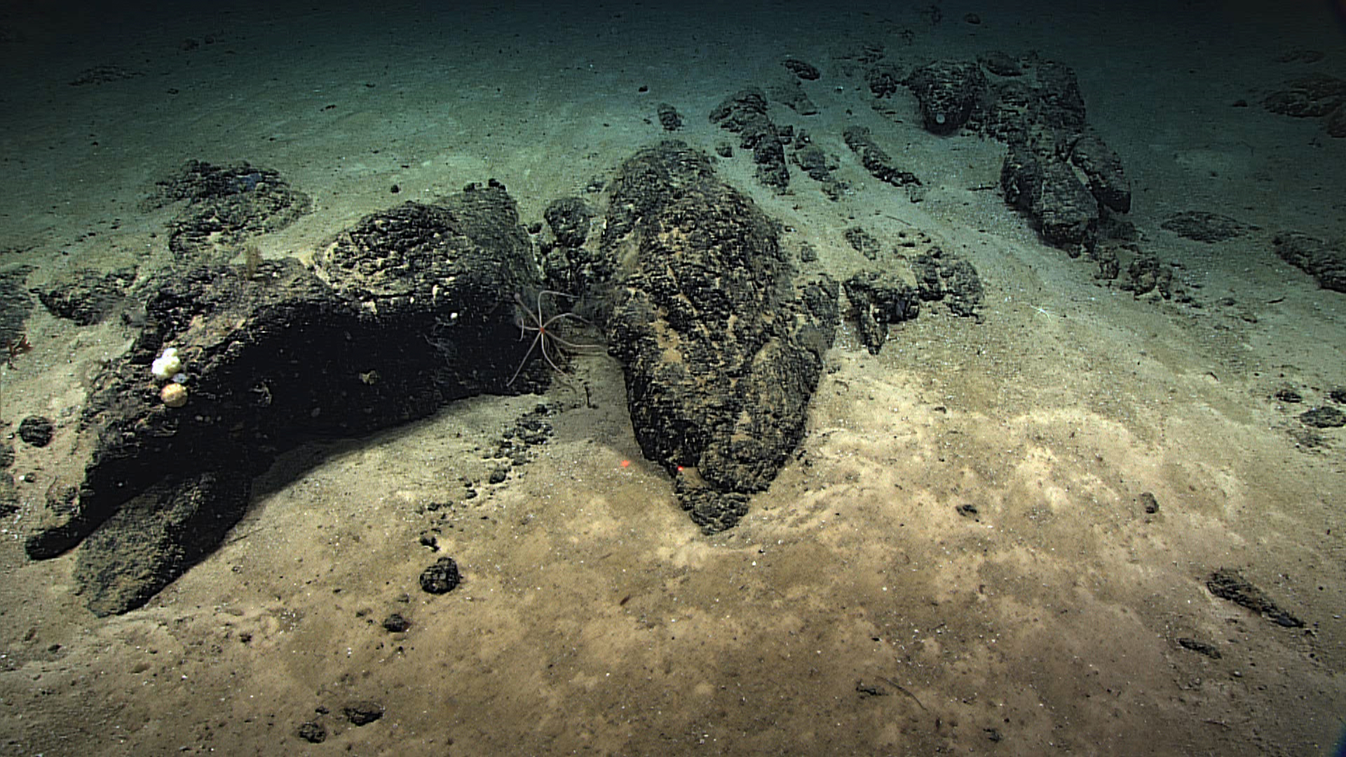 A white nine-legged brisingid starfish with a red central disk
