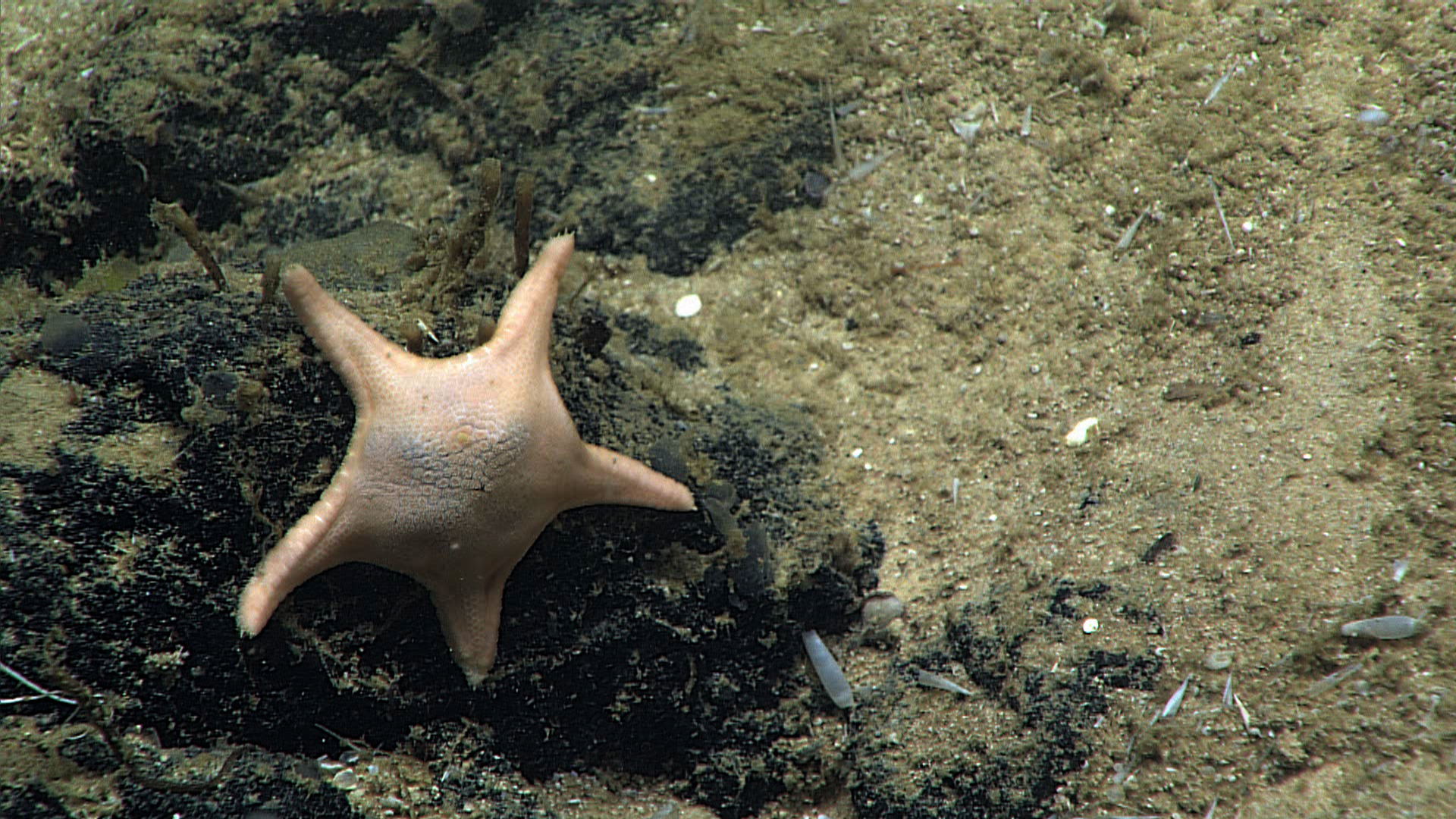 Robust orange-white biscuit star
