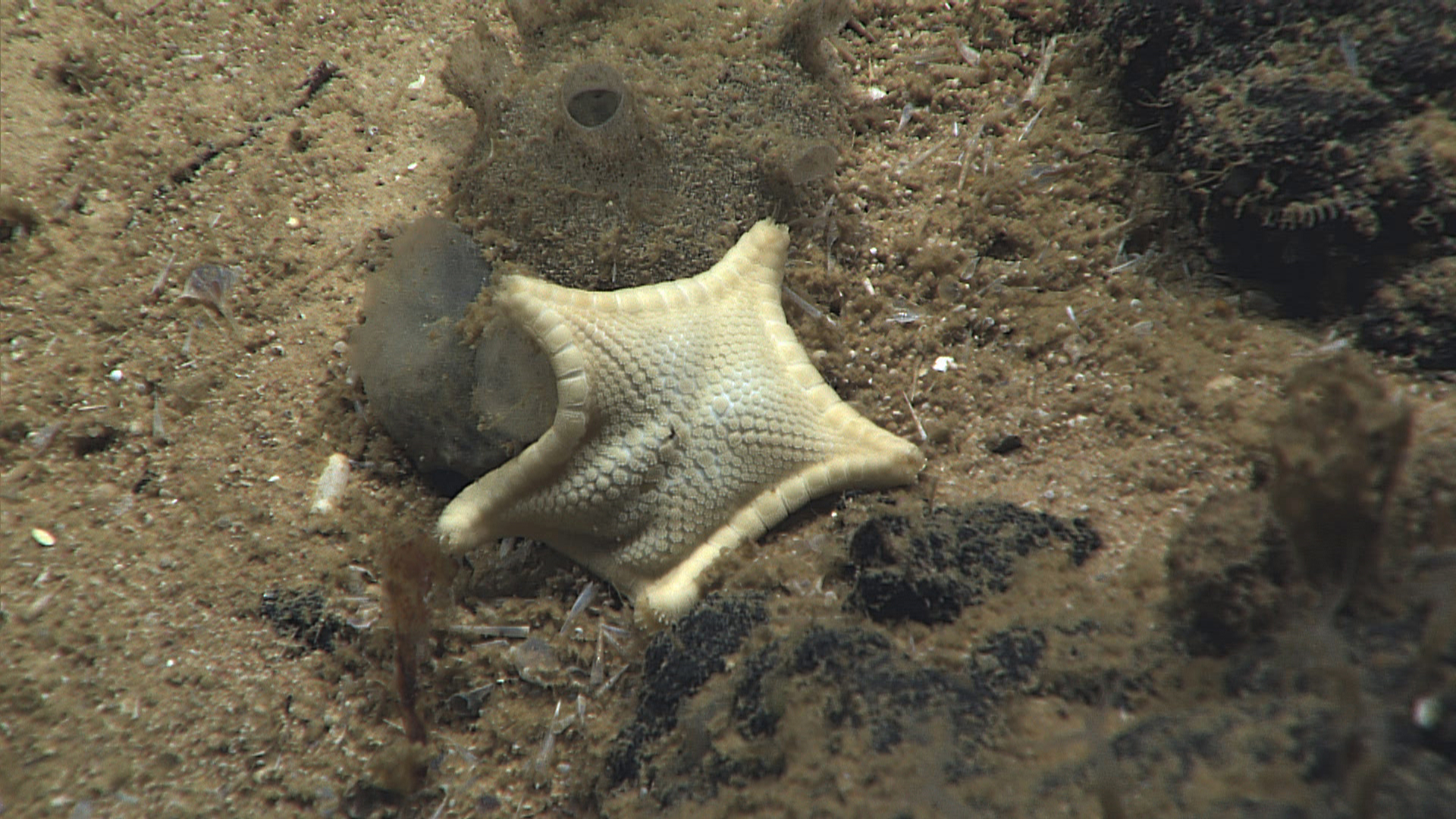 White biscuit star perhaps feeding on sponge