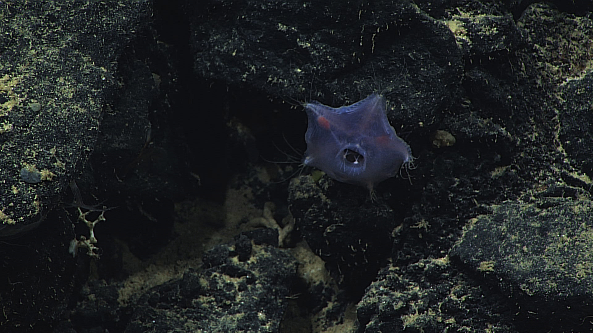 Translucent slime star with relatively huge osculum