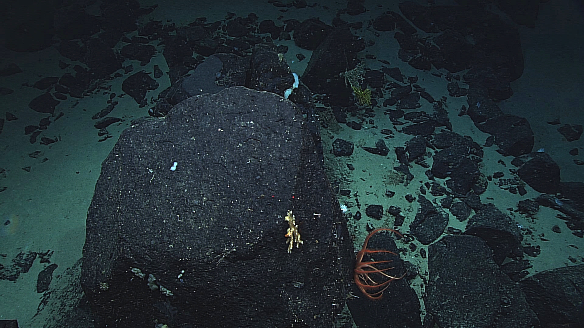 Red brisingid starfish in feeding posture waiting for the current to sweepsomething by