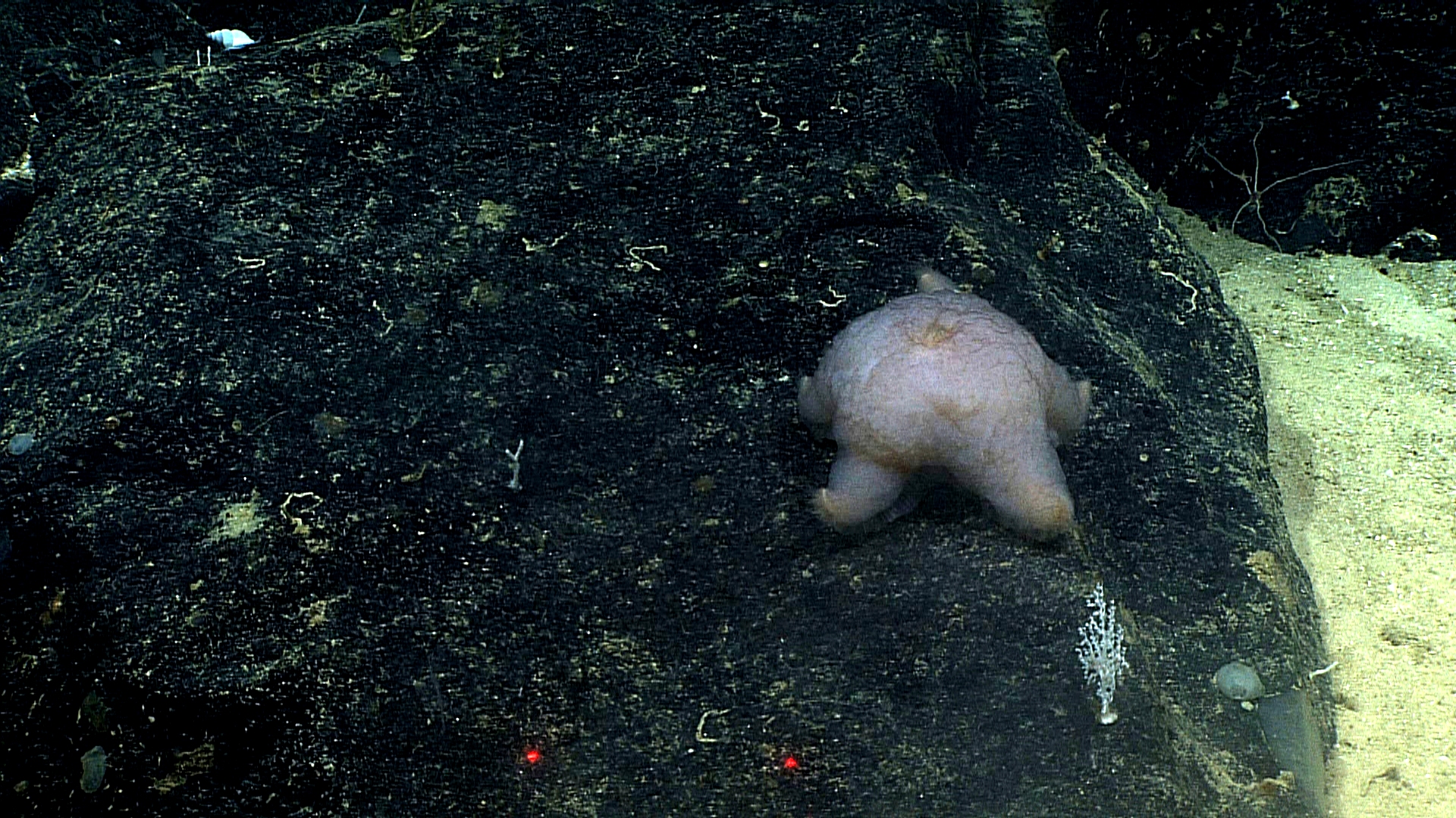 White bumpy looking slime star