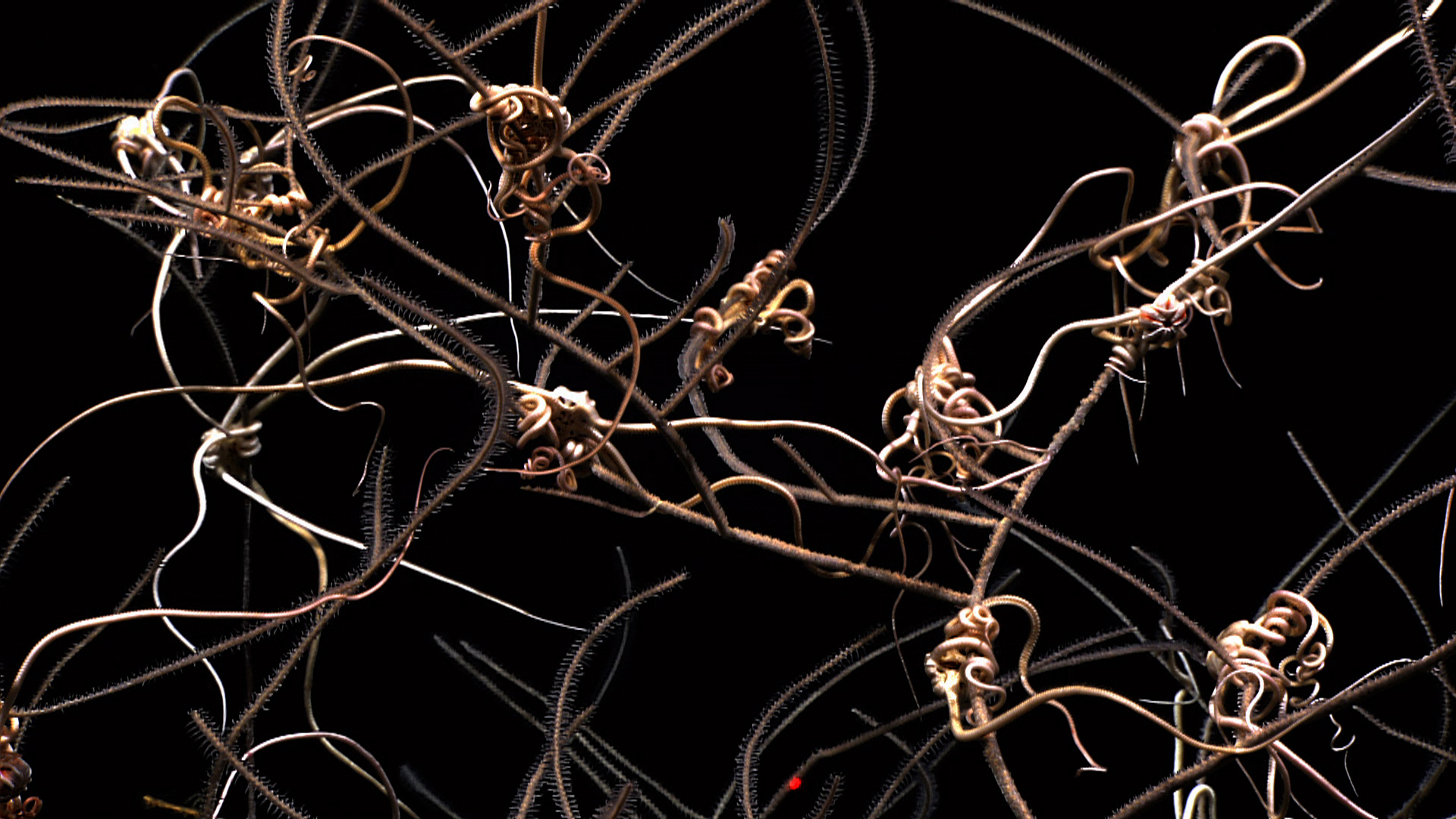 A somewhat demented looking tangle of brittle stars and black whip coral