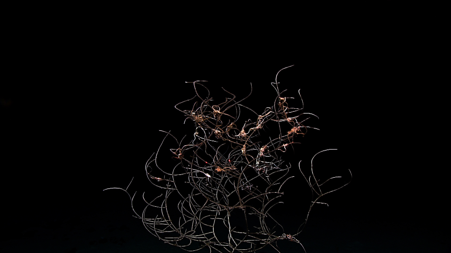 A somewhat demented looking tangle of brittle stars and black whip coral