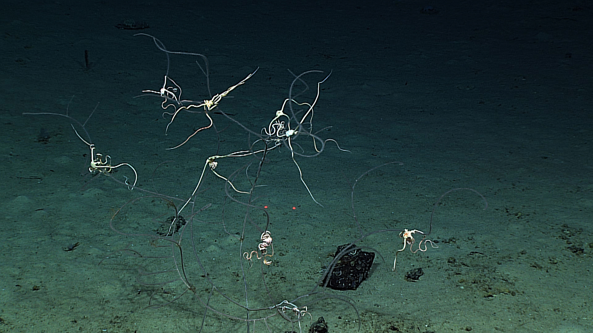 A somewhat demented looking tangle of brittle stars and black whip coral