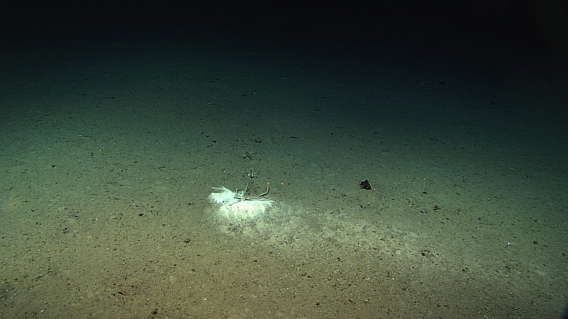 A brittle star with its legs in an odd posture - seemingly angular bends asopposed to nice smooth curves