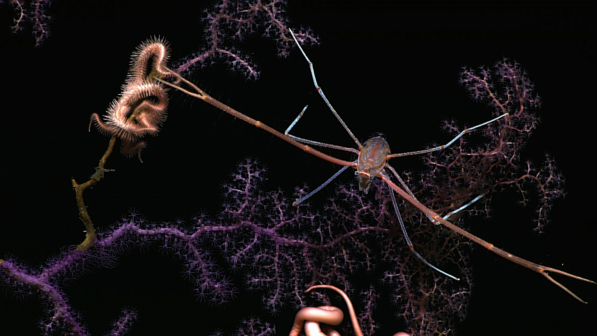A striking image of a multi-hued squat lobster on a purple coral bush withwhat seems to be two different species of brittle stars
