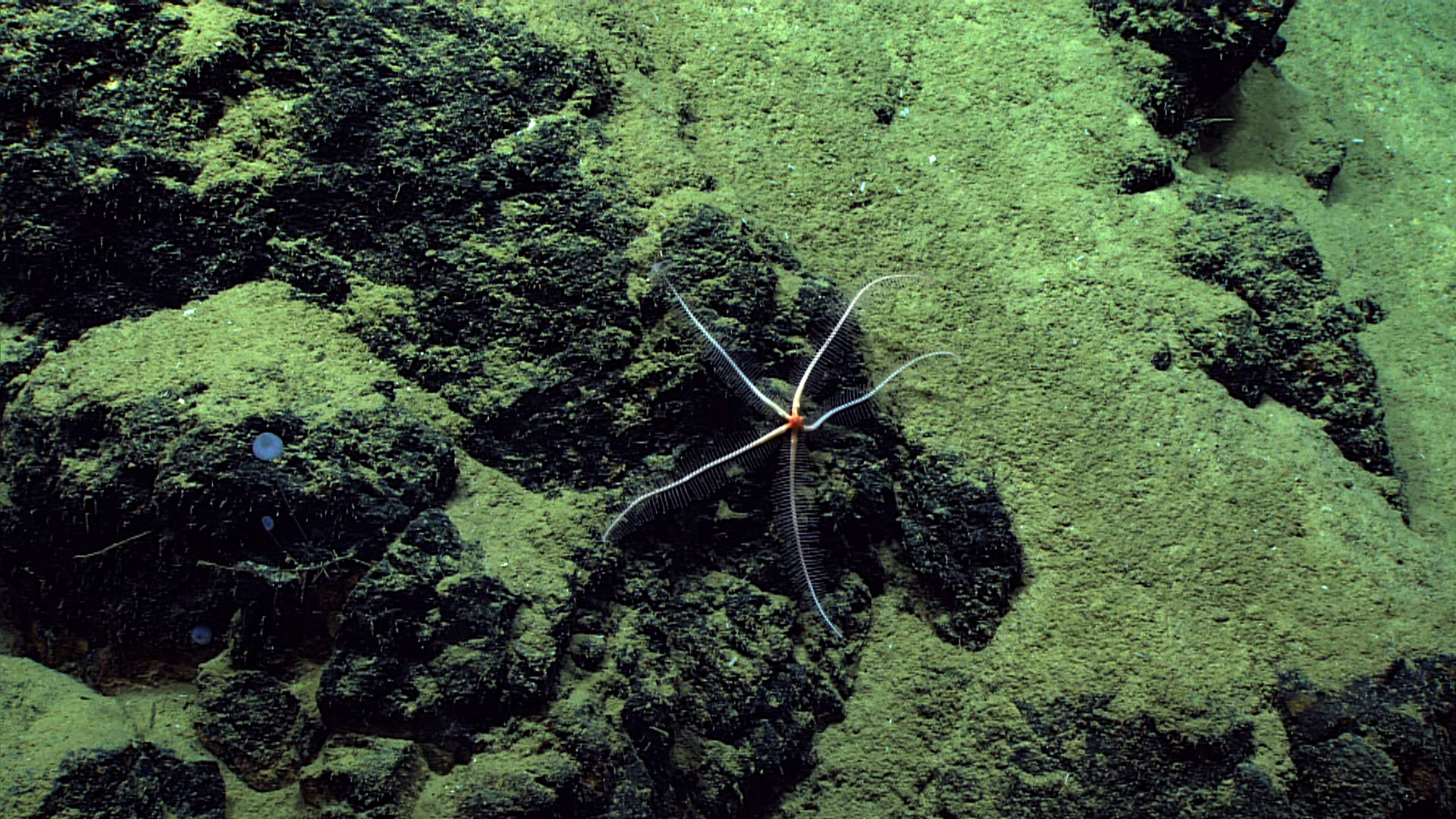 White brisingid starfish with only five legs
