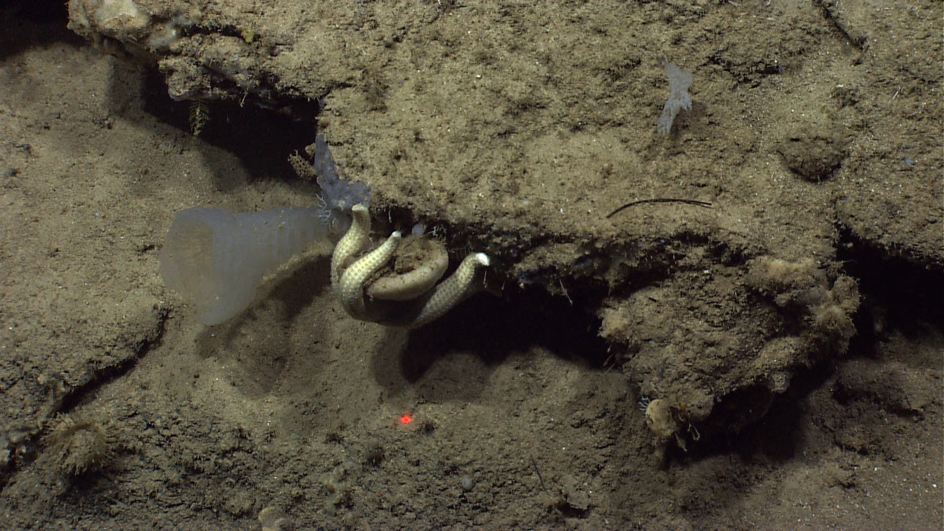 Starfish enveloping sponge, possibly getting ready for dinner