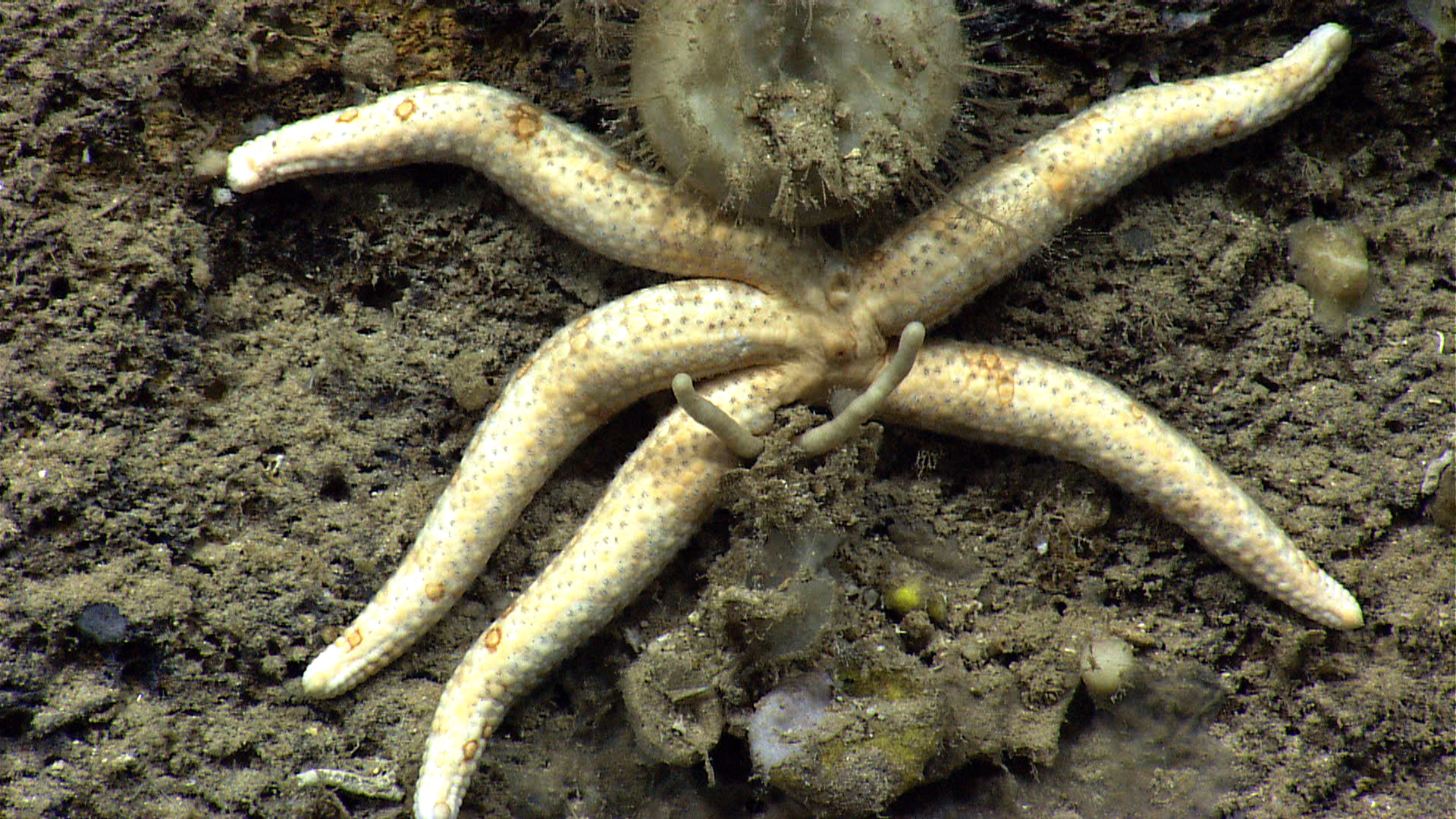 A white starfish with widely spaced orange spots