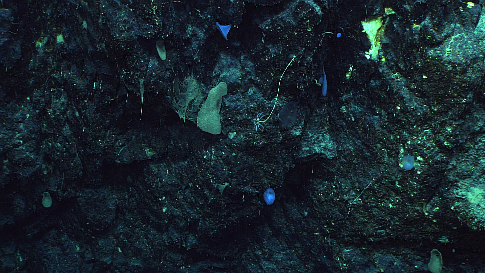 A stalked sea lily crinoid in the upper center and small sponges on a rock face