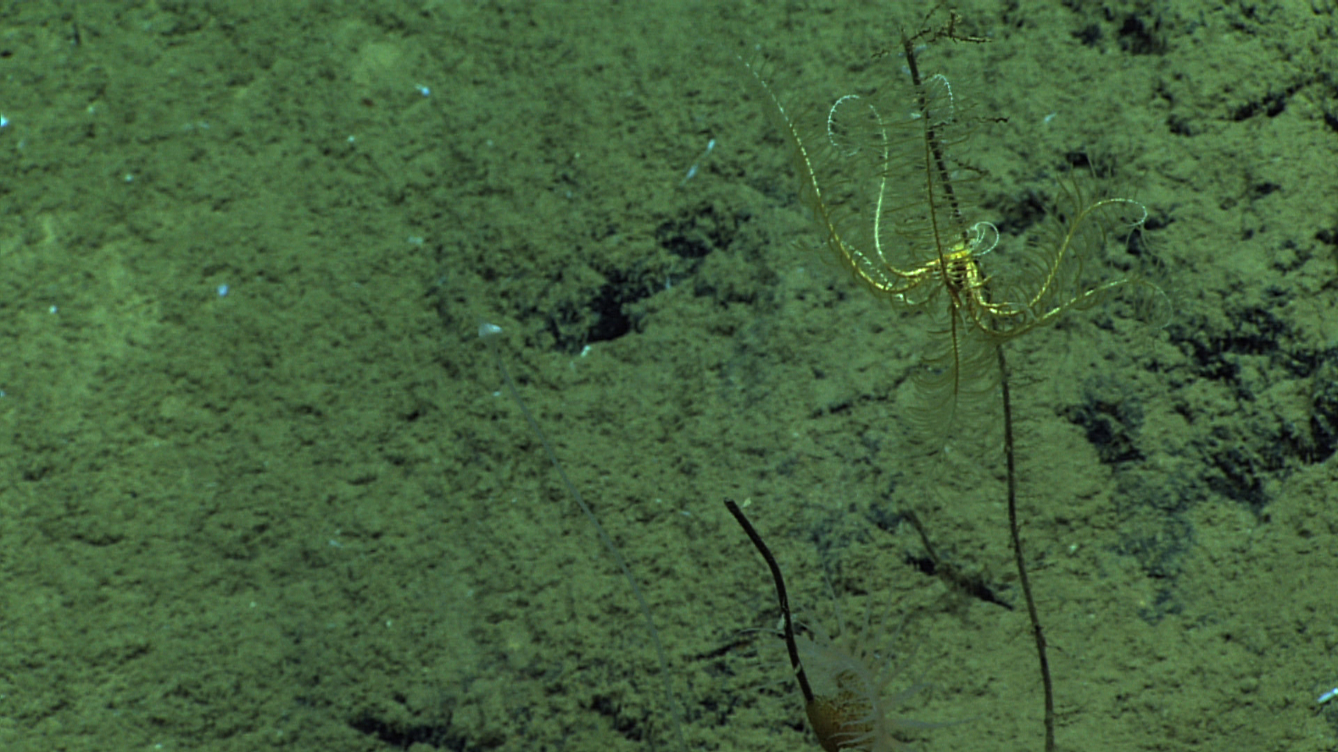 A yellow and white feather star crinoid near the top of an apparentlydead coral branch