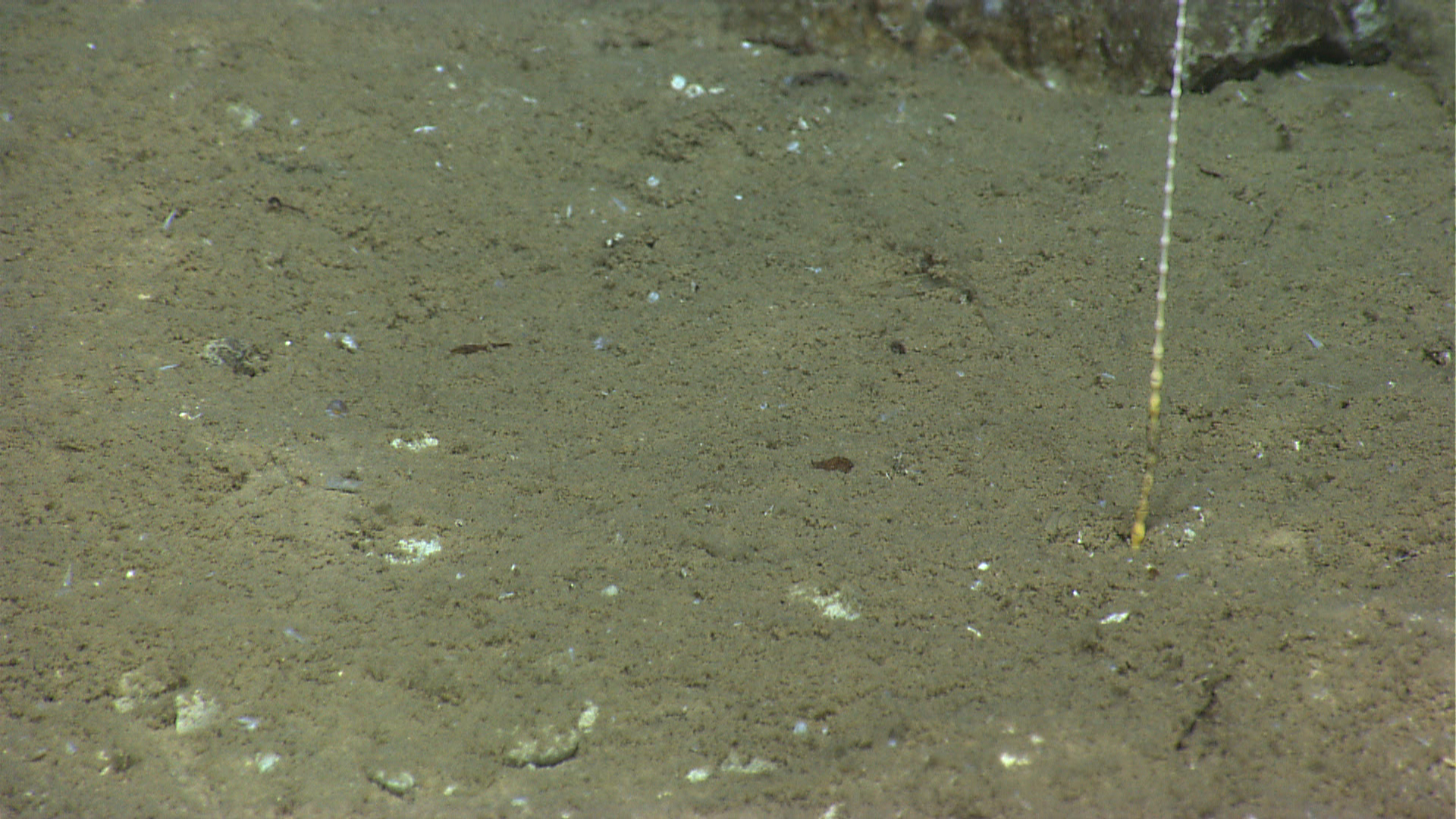 Trunk of stalked crinoid sea lily