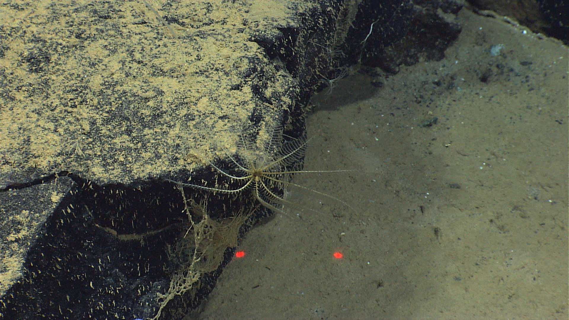 A yellow and white feather star crinoid on a rock outcrop