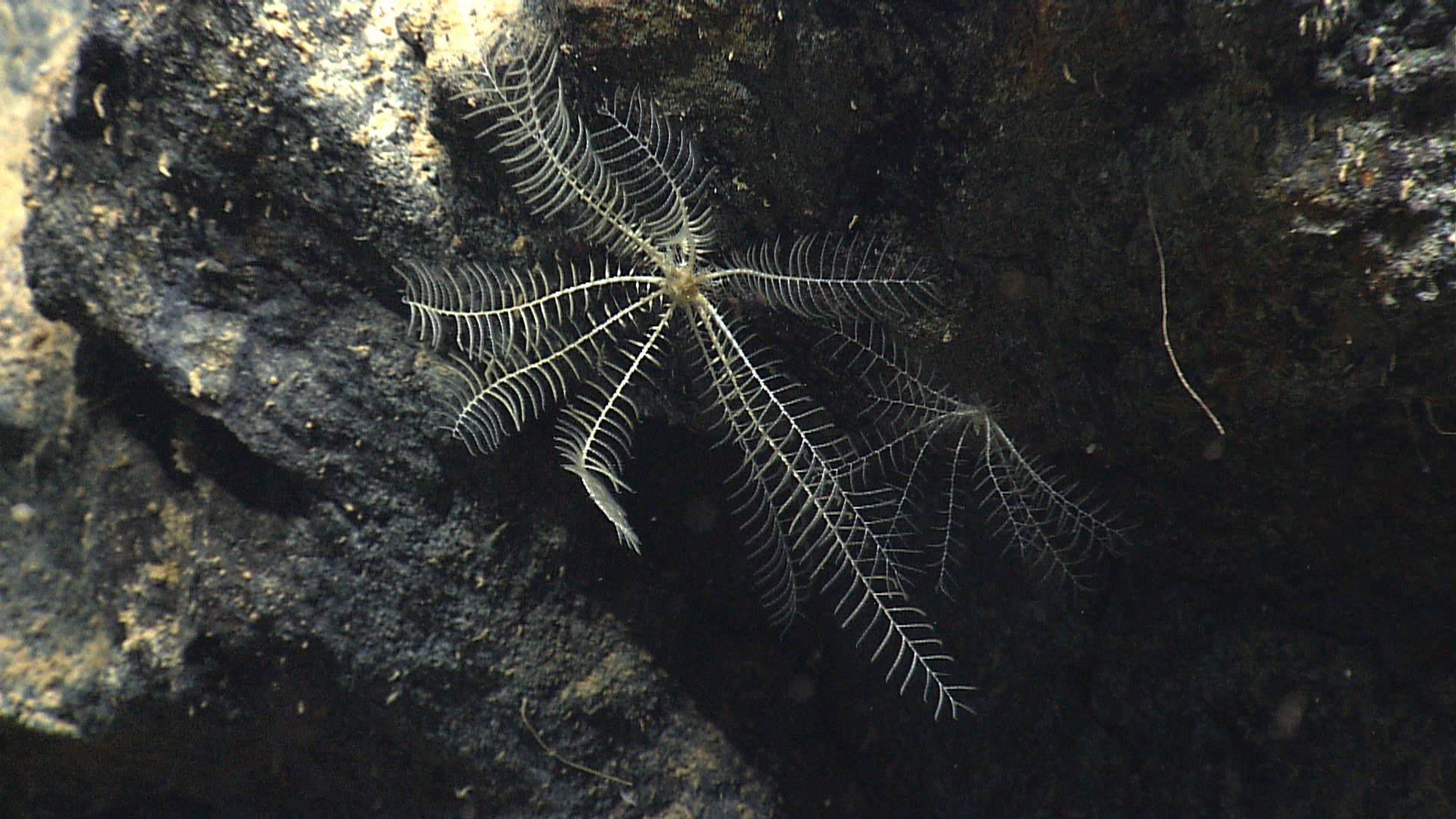 Two white feather star crinoids on a black rock outcrop