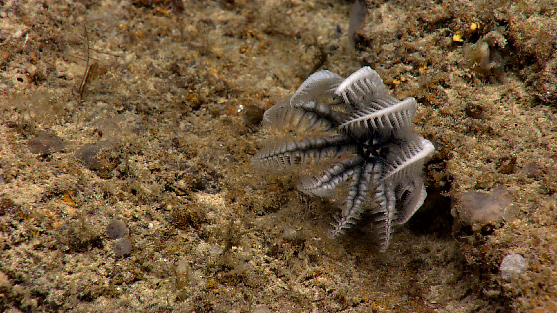 Barnacle-like crinoid (Holopus rangii) 
