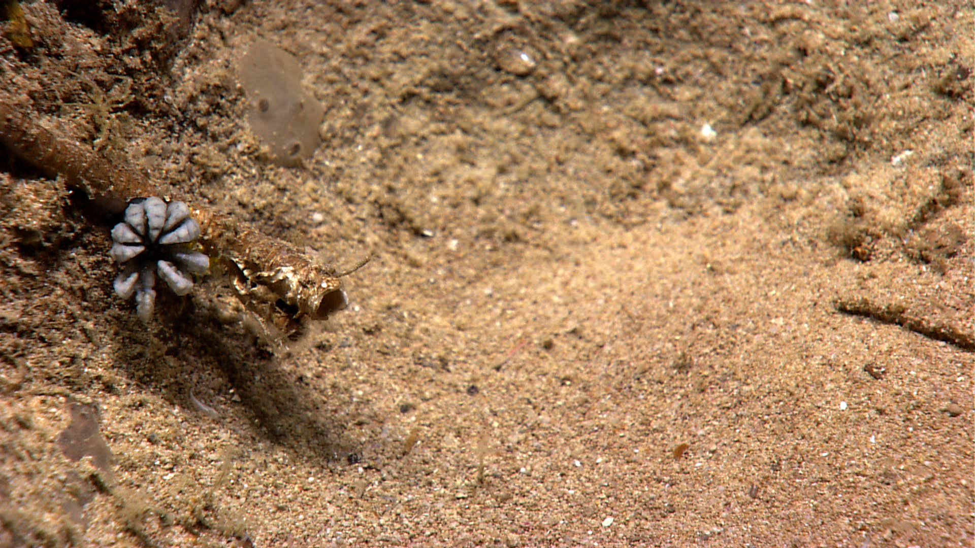 A barnacle crinoid, Holopus sp