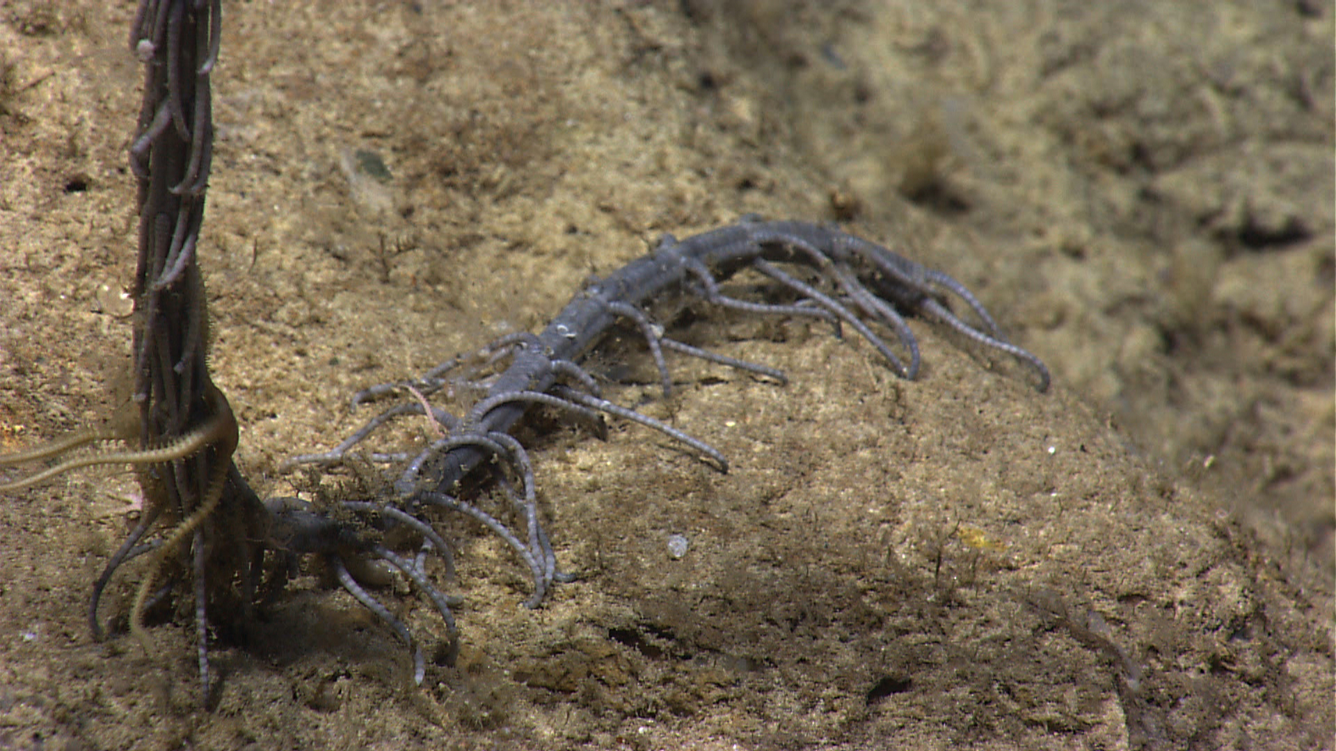 Base of stalk showing foot-like appendages