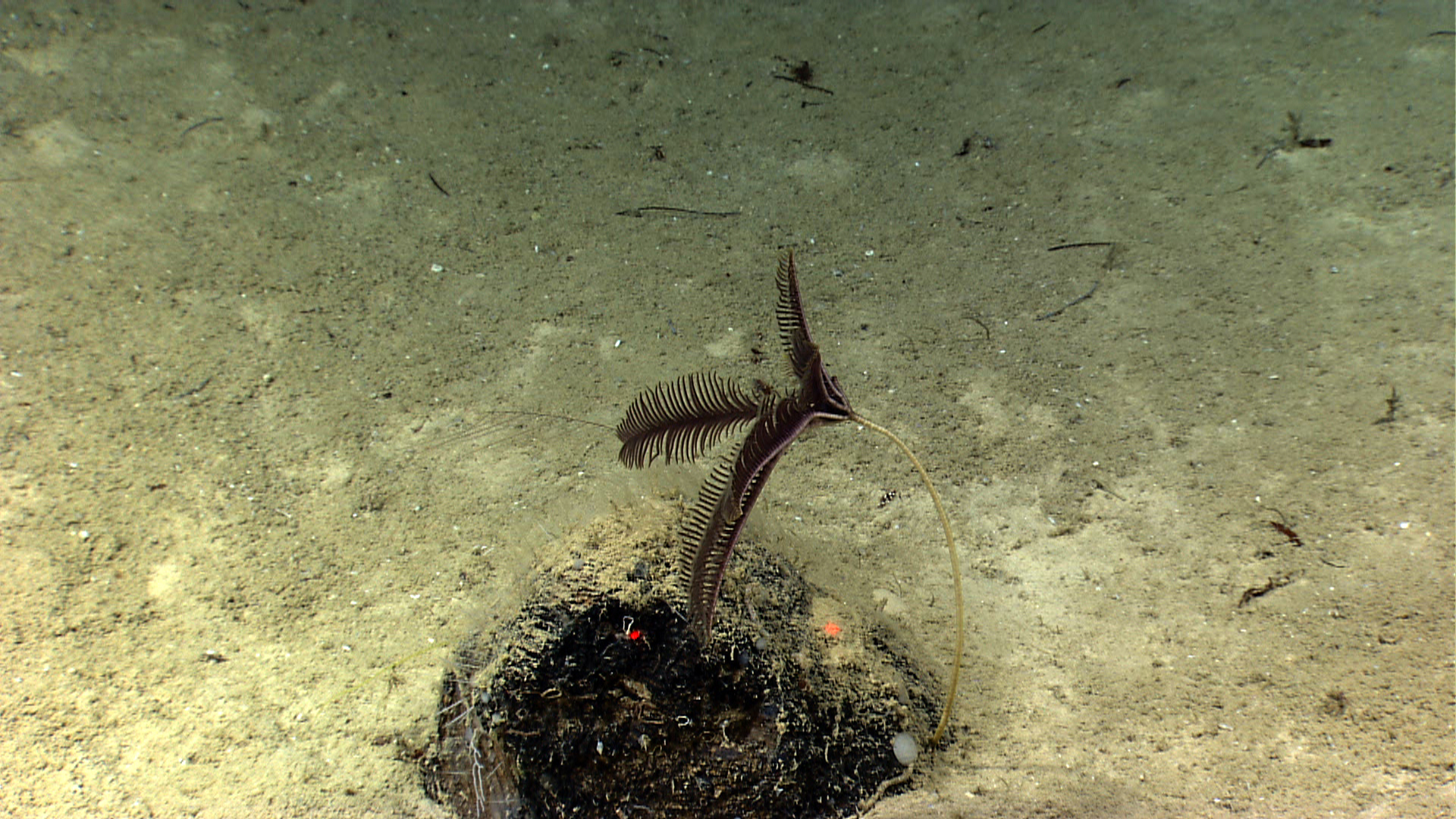 A black sea lily crinoid