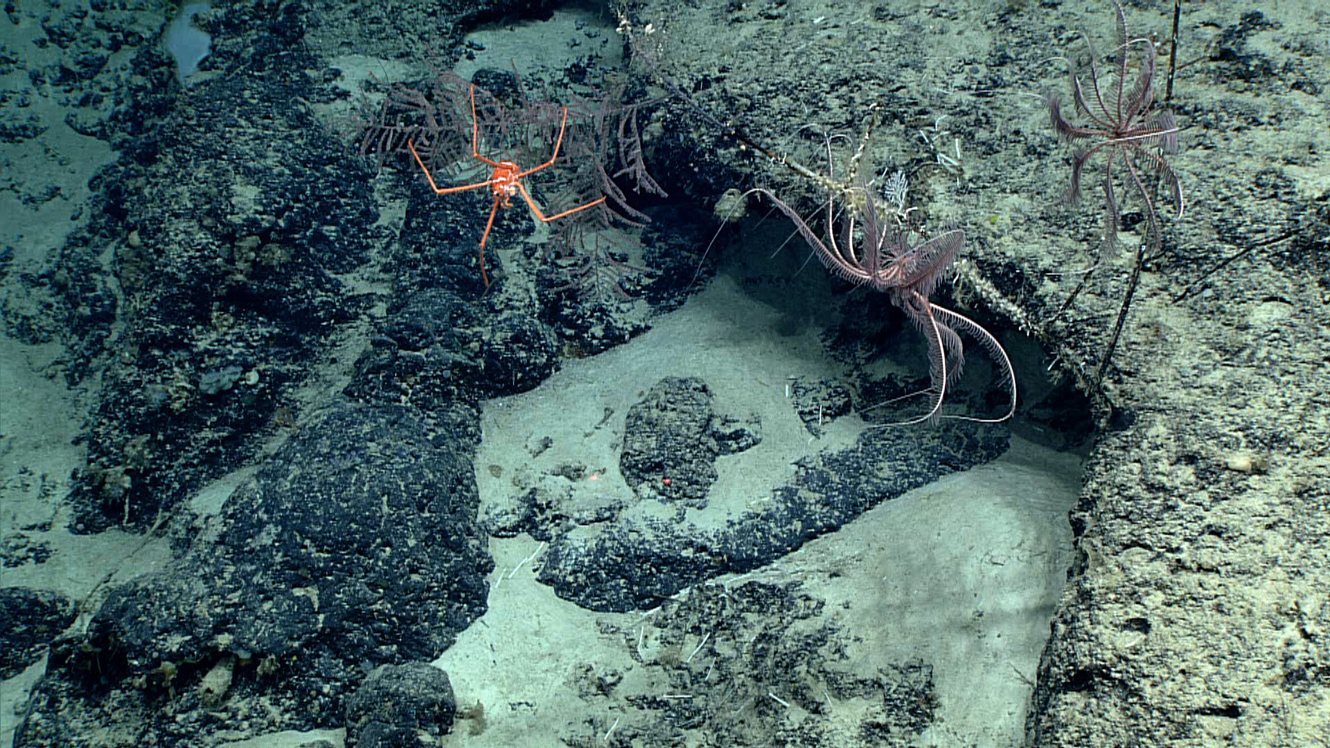 Swimming purple feather star crinoids and an orange squat lobster on alive black coral bush