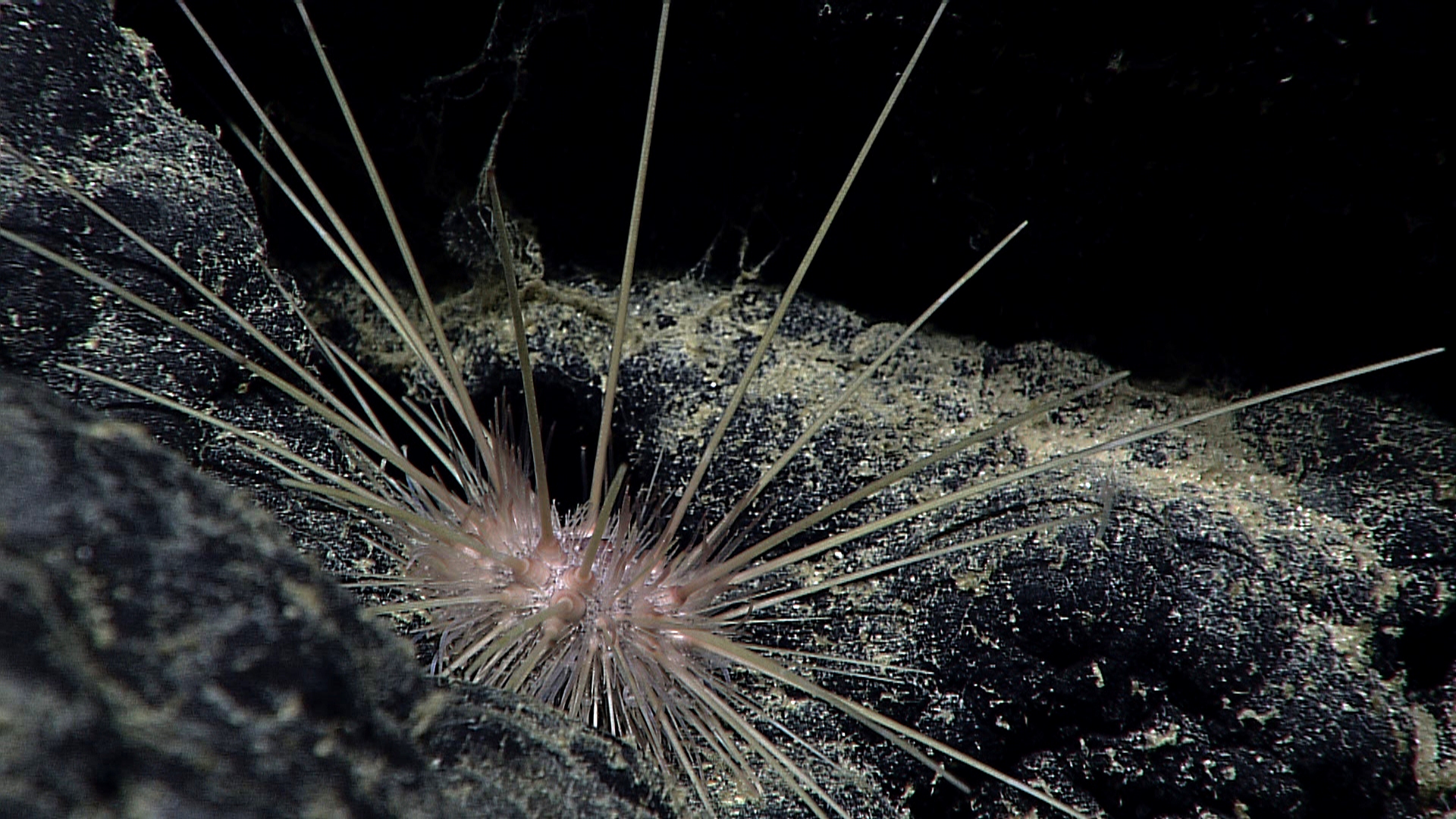 Pink urchin of same species as that seen in image expn4615