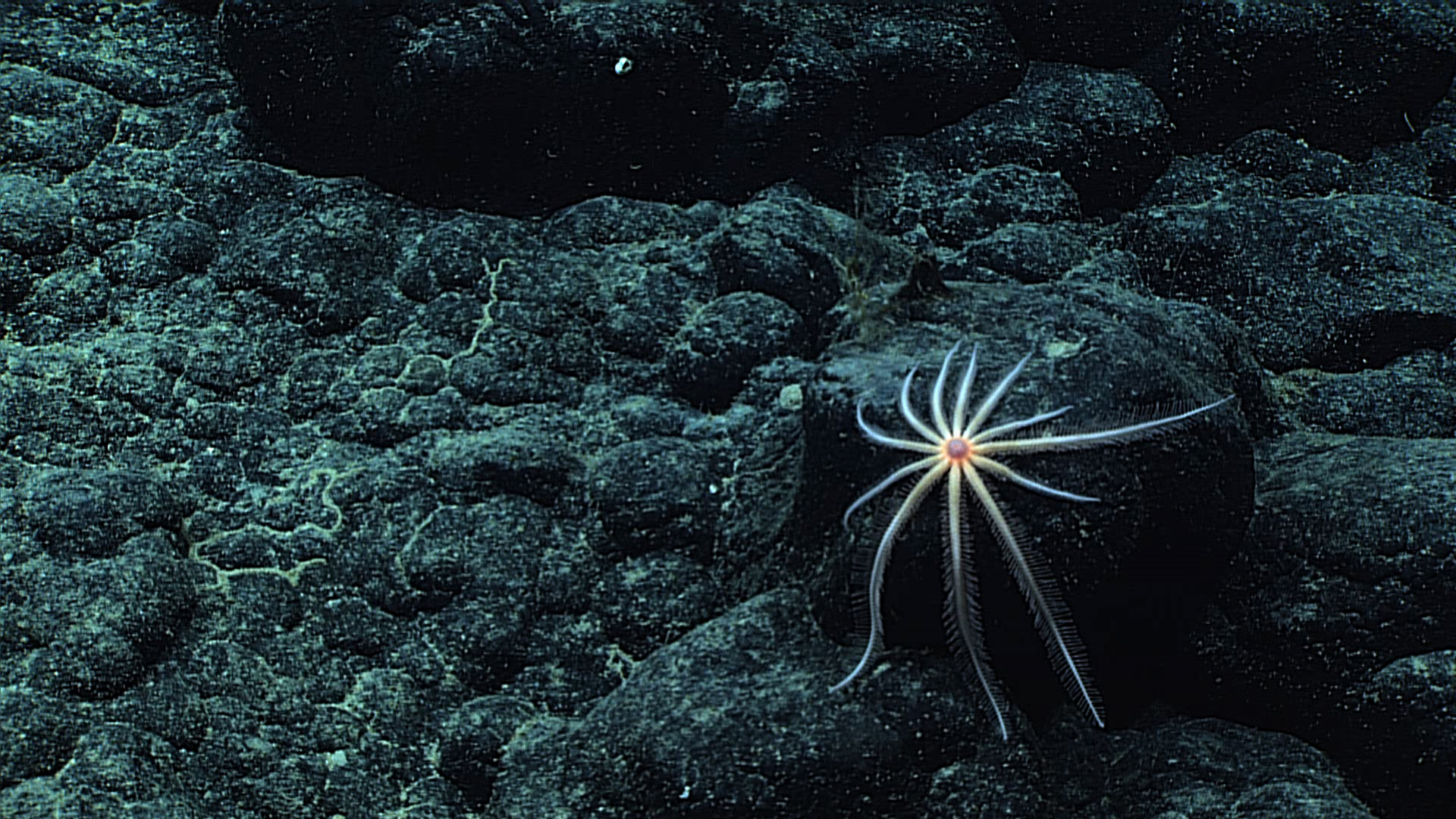 White brisingid starfish with red central disk and at least tworegenerating legs