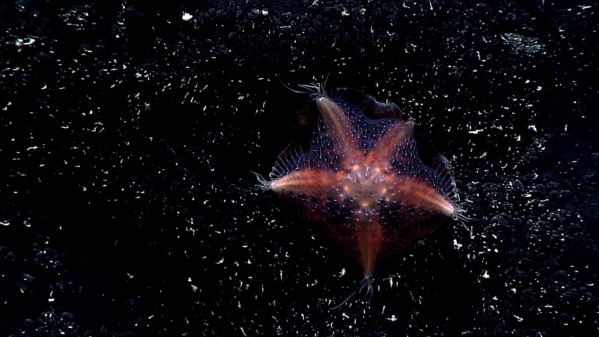 A reddish-pink slime star with translucent slime