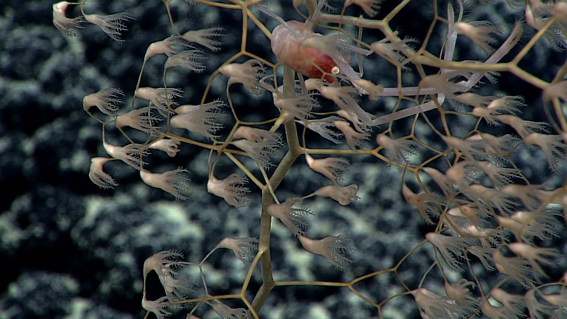 Chrysogorgia coral with pinkish red squat lobster