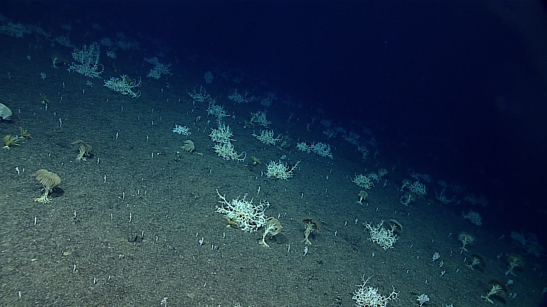 A congregation of basket stars and feather star crinoids