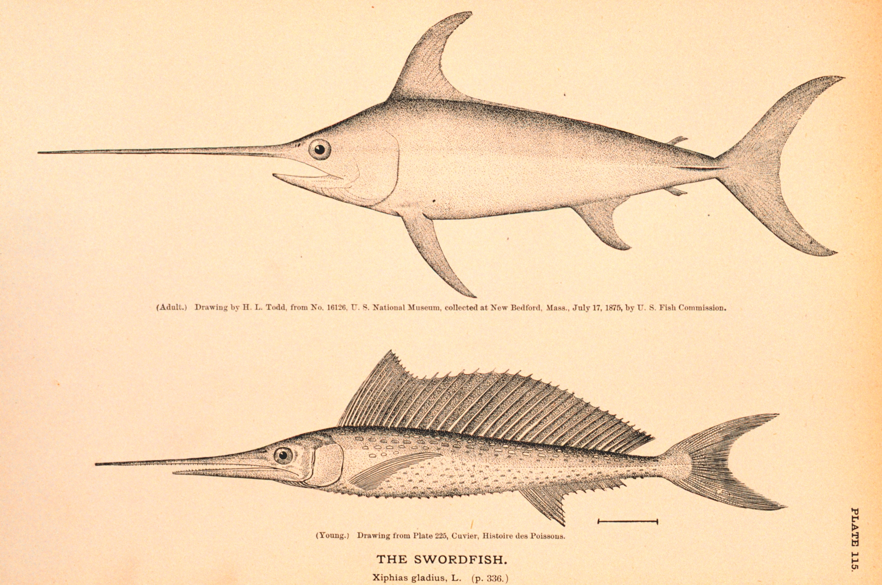figb0376.jpg | National Oceanic and Atmospheric Administration