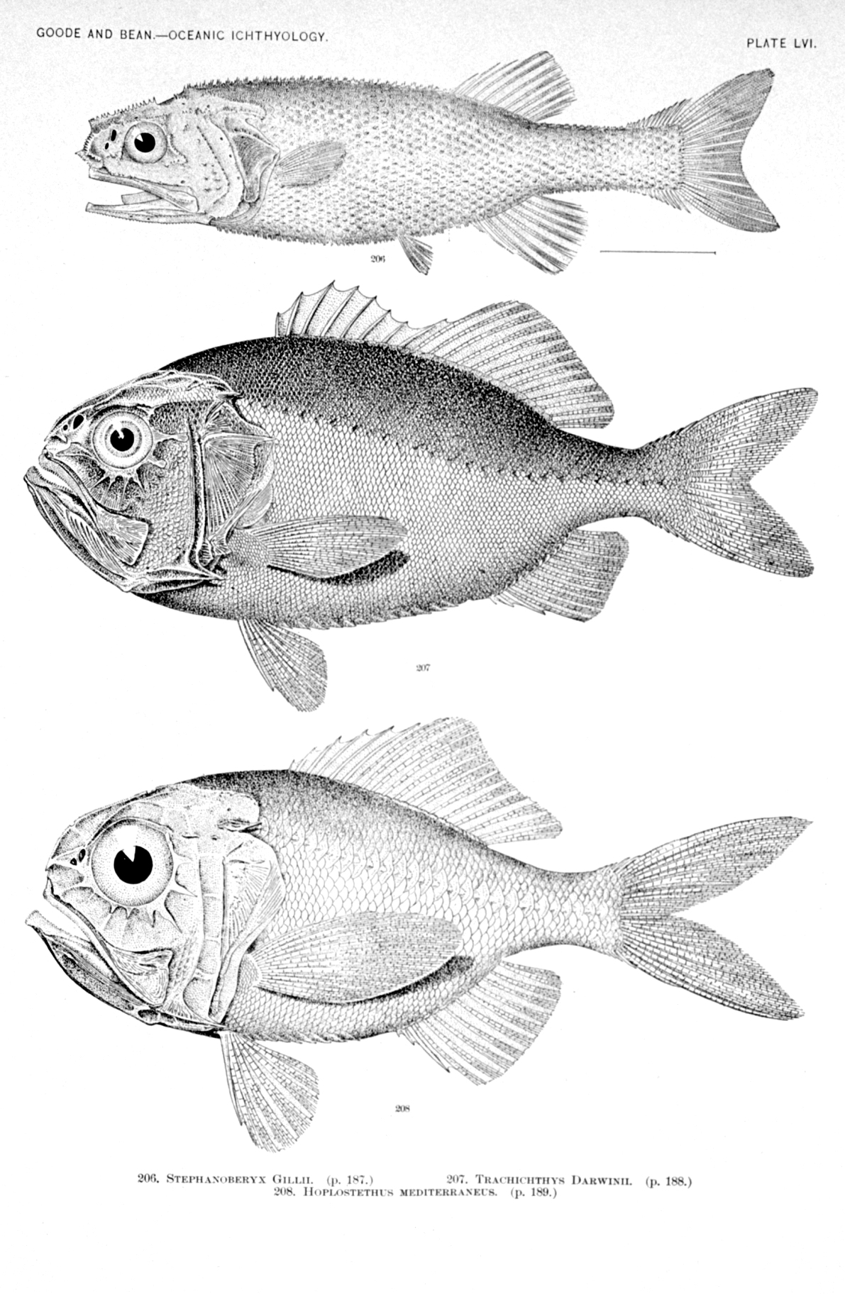 figb0633.jpg | National Oceanic and Atmospheric Administration