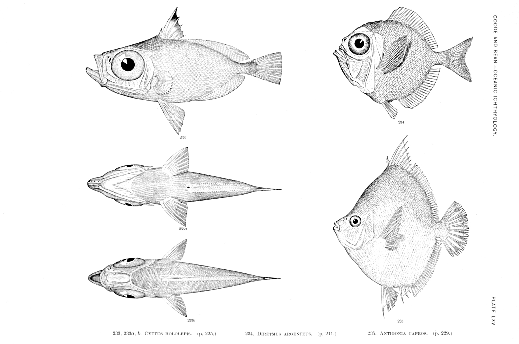 Triangle Type Fish figb0642.jpg | National Oceanic and Atmospheric Administration