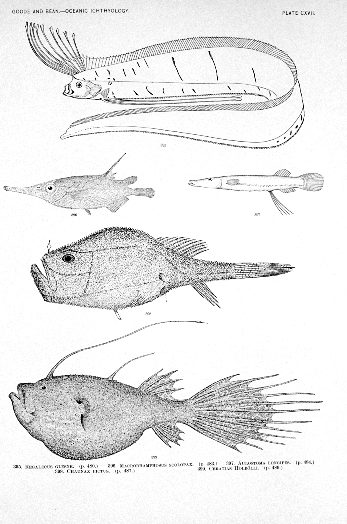 Calculus Fish figb0694.jpg | National Oceanic and Atmospheric Administration