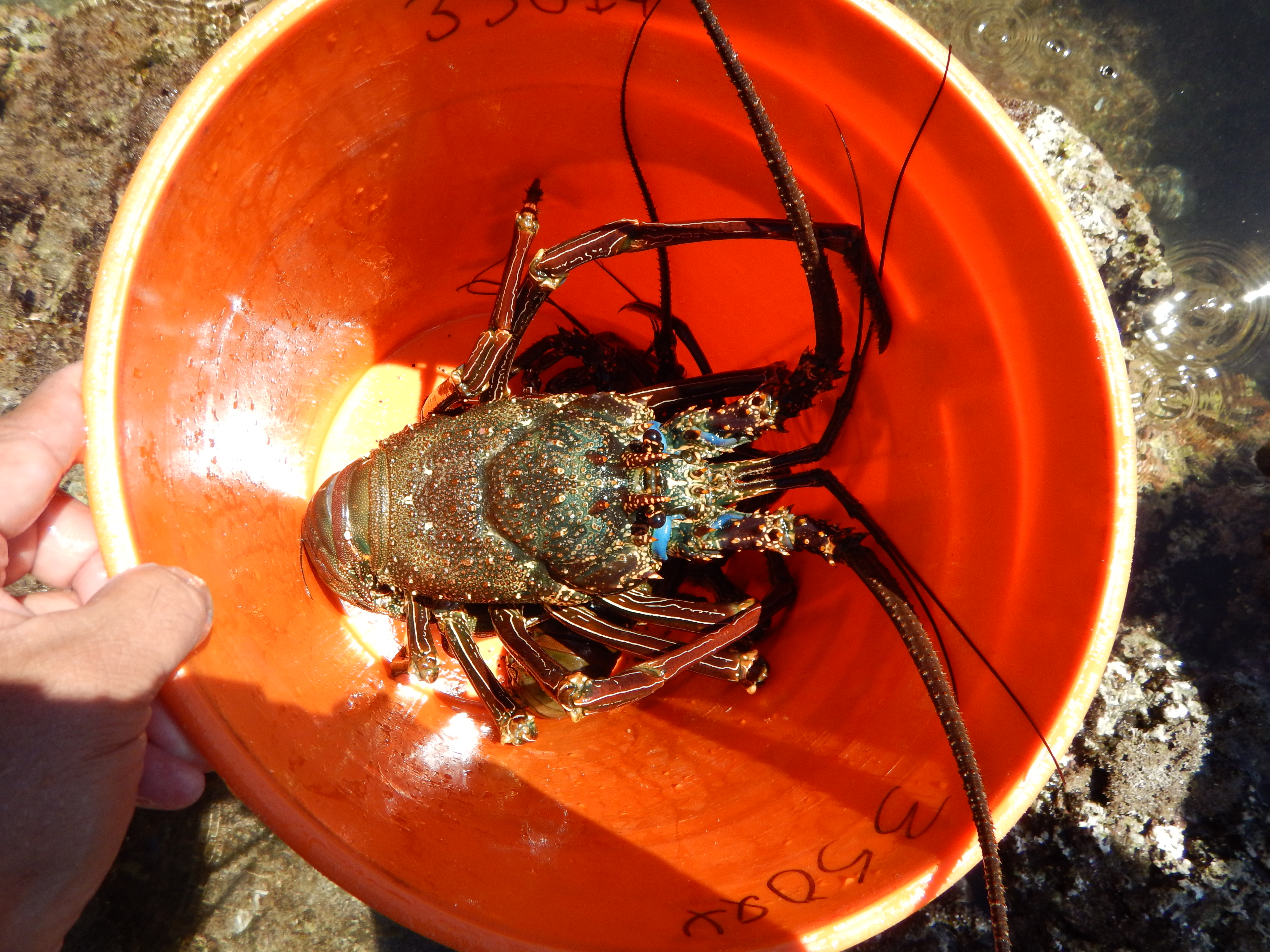 Hawaiian Spiny Lobster (Panulirus marginatus)