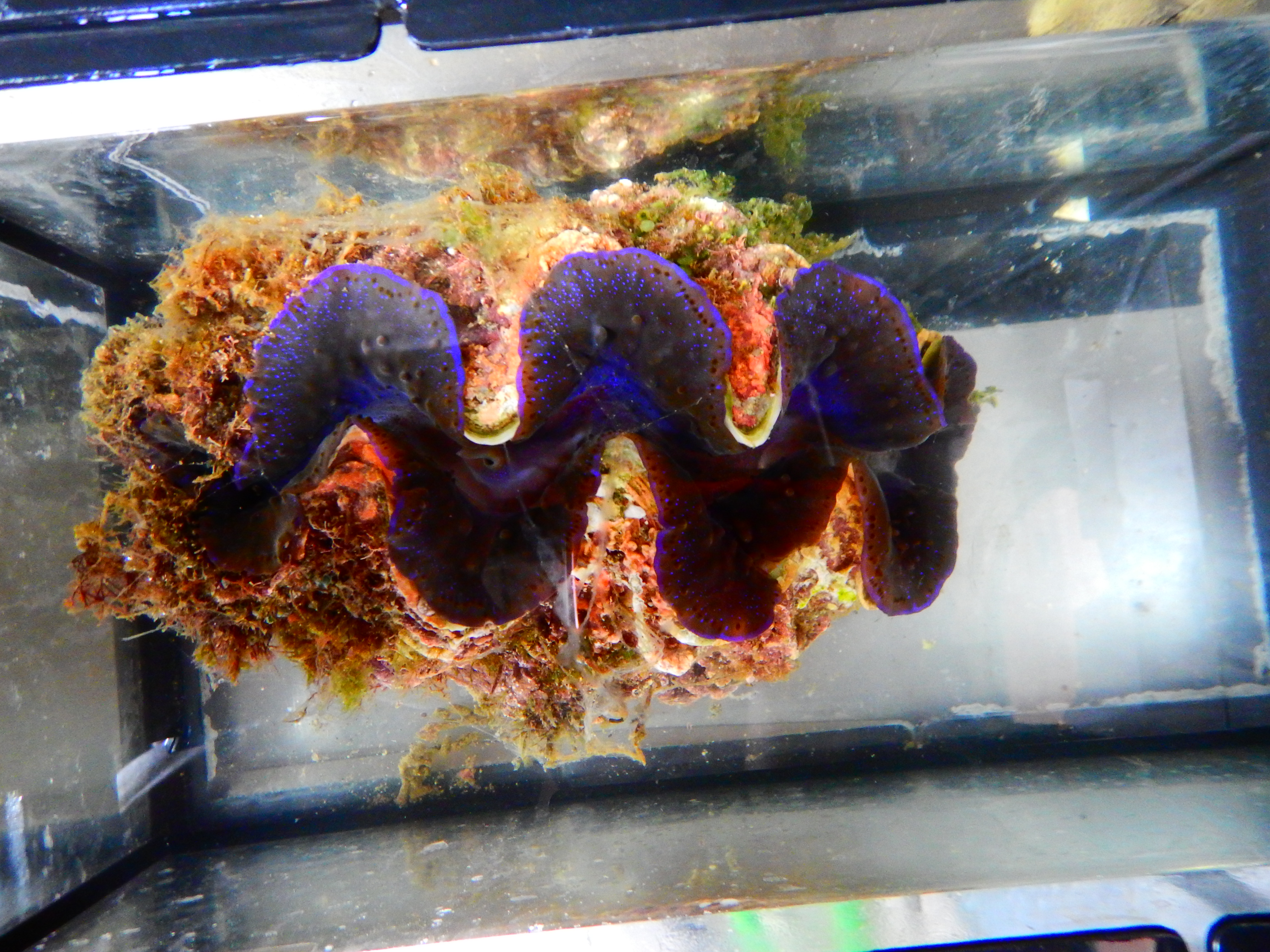 Giant Clam