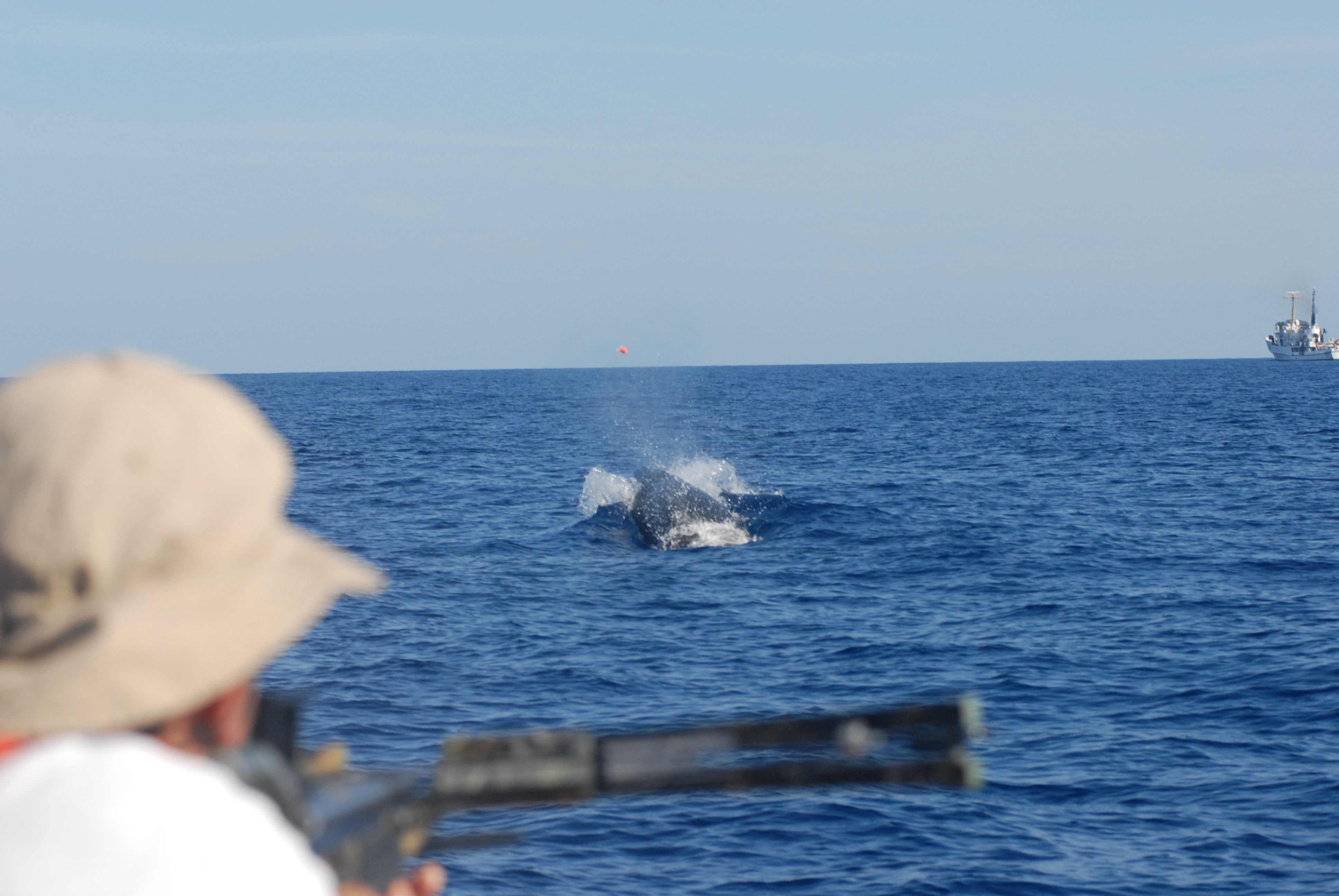 Fisheries scientist obtaining tissue samples from whale swimming ahead ofinflatable boat off the NOAA Ship DAVID STARR JORDAN
