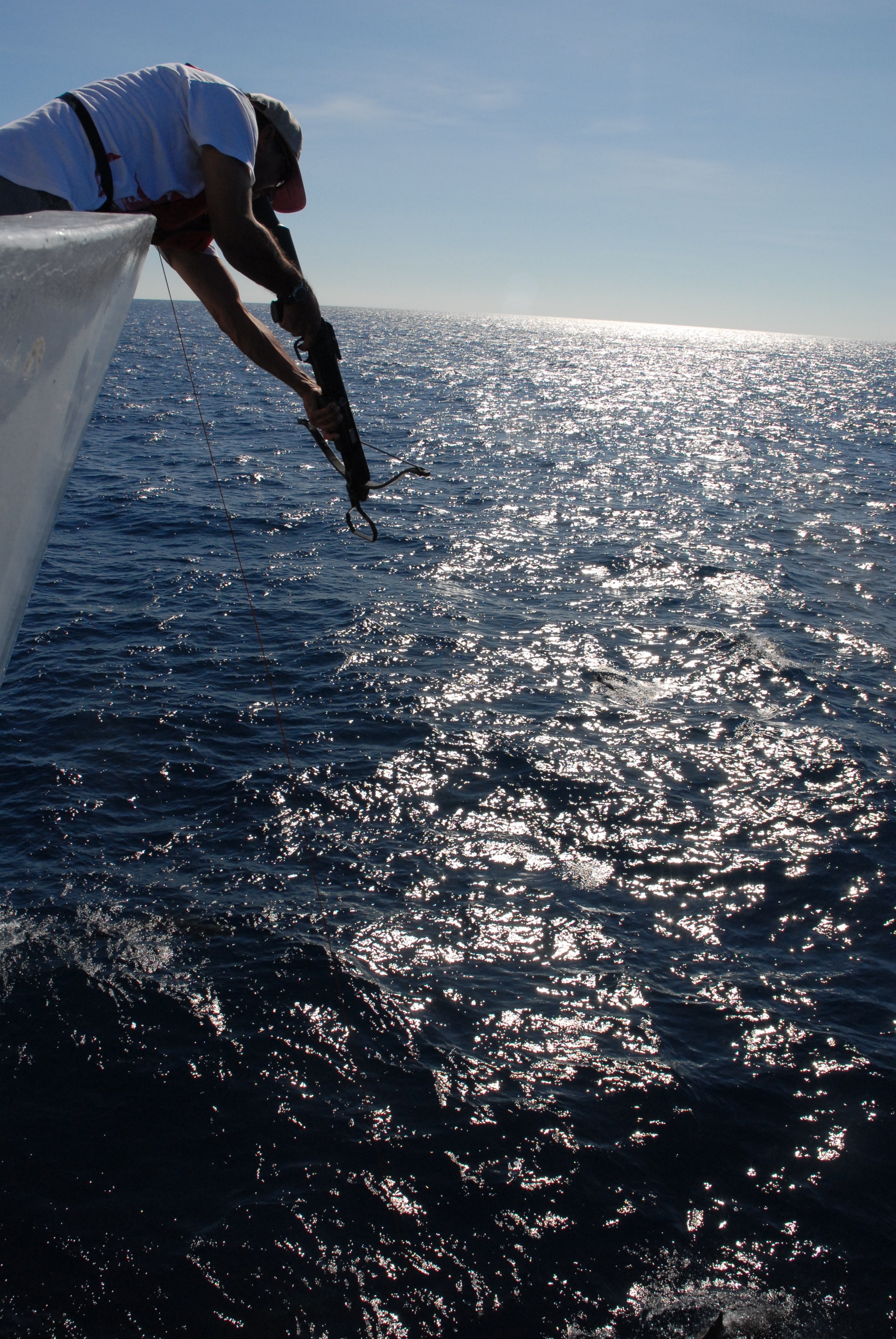 Fisheries scientist obtaining tissue samples from dolphins swimming in the bowwave of the NOAA Ship DAVID STARR JORDAN