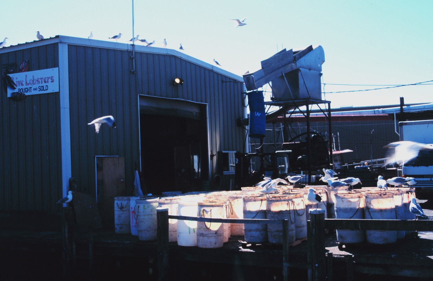 Buckets of slime eels to be used for bait on the dock