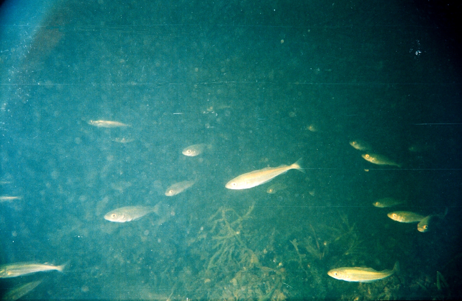fish1776.jpg | National Oceanic and Atmospheric Administration