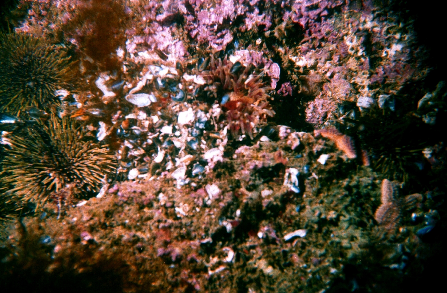 Fish1781 jpg National Oceanic And Atmospheric Administration Fish1781 jpg National Oceanic And Atmospheric Administration