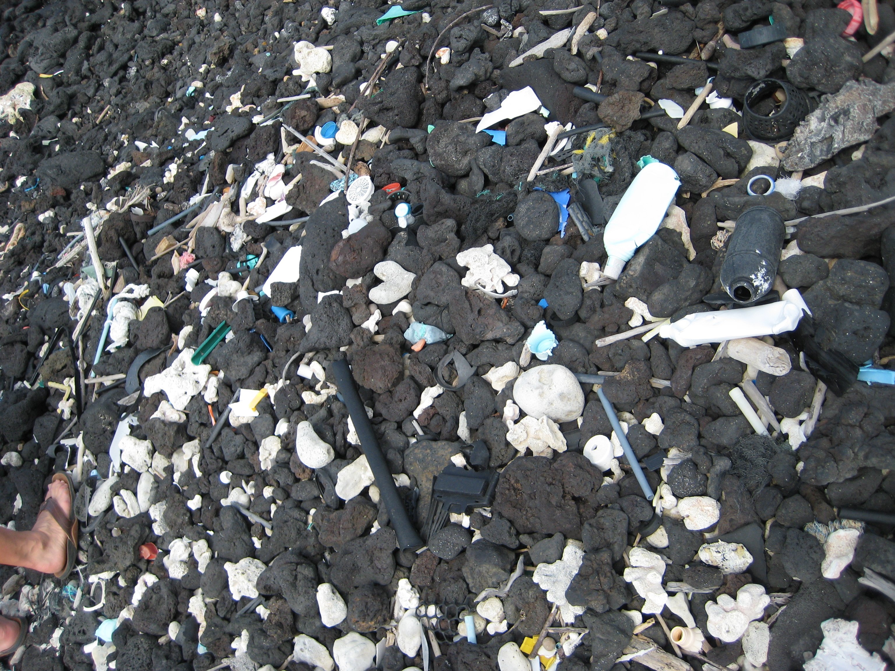 Fouling On Rocks fish1964.jpg | National Oceanic and Atmospheric Administration