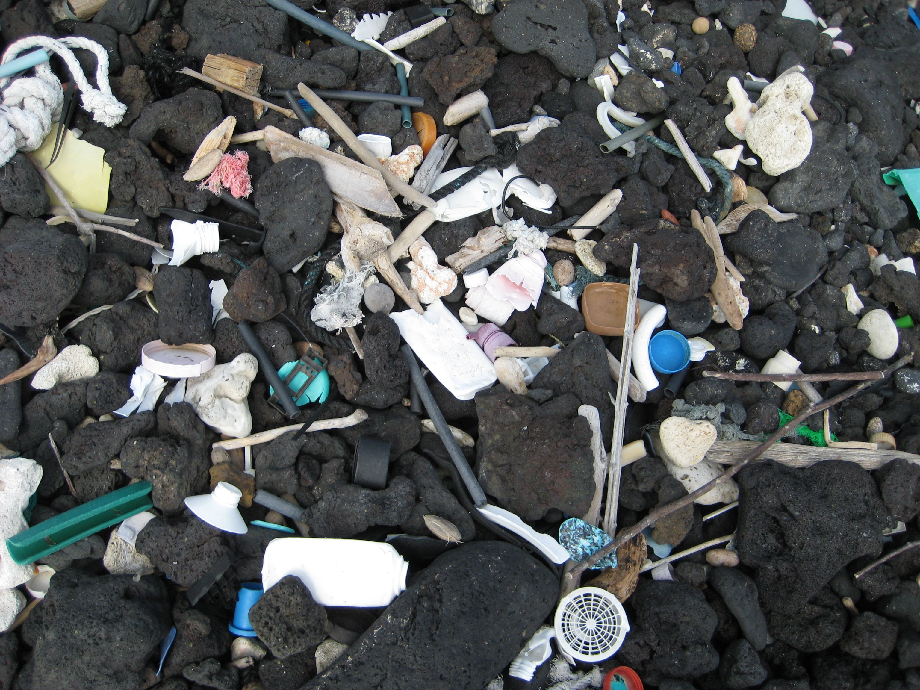 Fouling On Rocks fish1965.jpg | National Oceanic and Atmospheric Administration