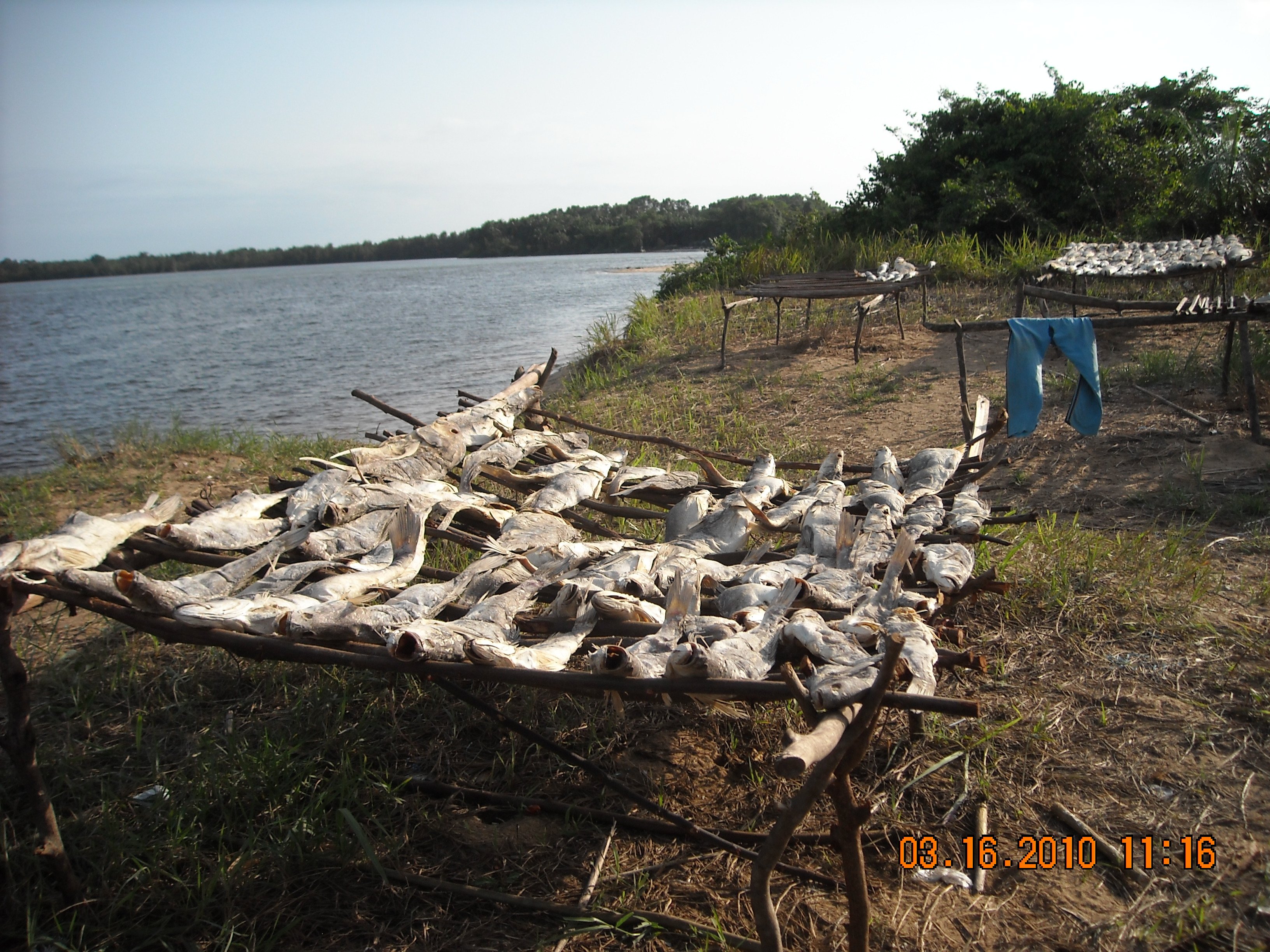 Philippines Drying Fish Rack fish2243.jpg | National Oceanic and Atmospheric Administration